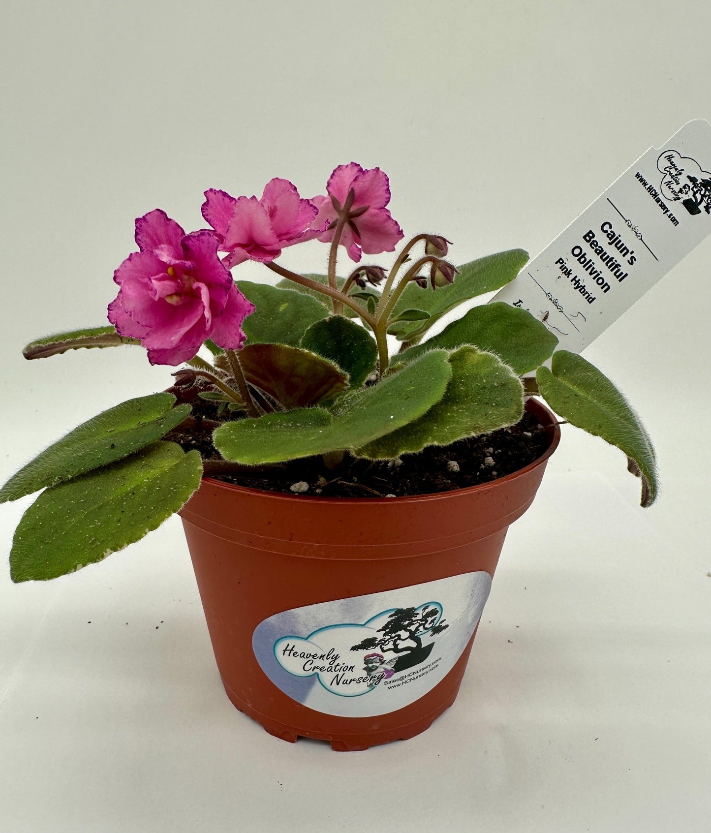 Cajun's Beautiful Oblivion Pink Hybrid - Live African Violet 4"