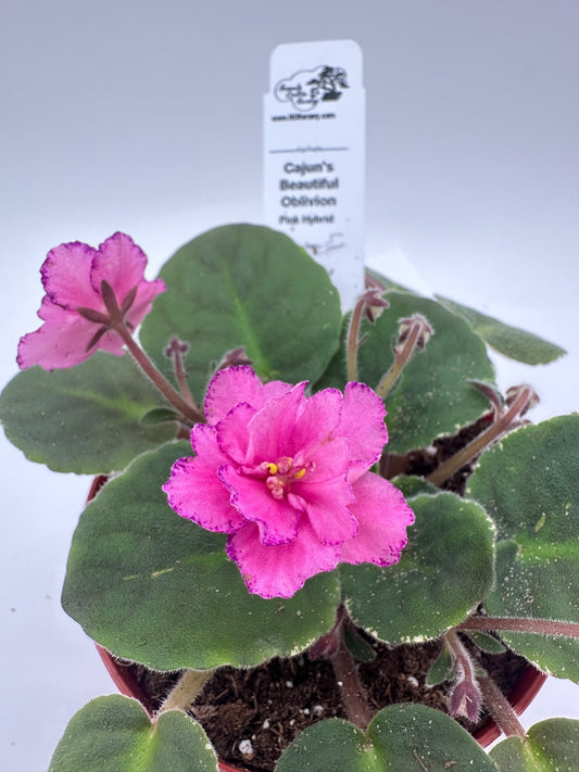 Cajun's Beautiful Oblivion Pink Hybrid - Live African Violet 4"