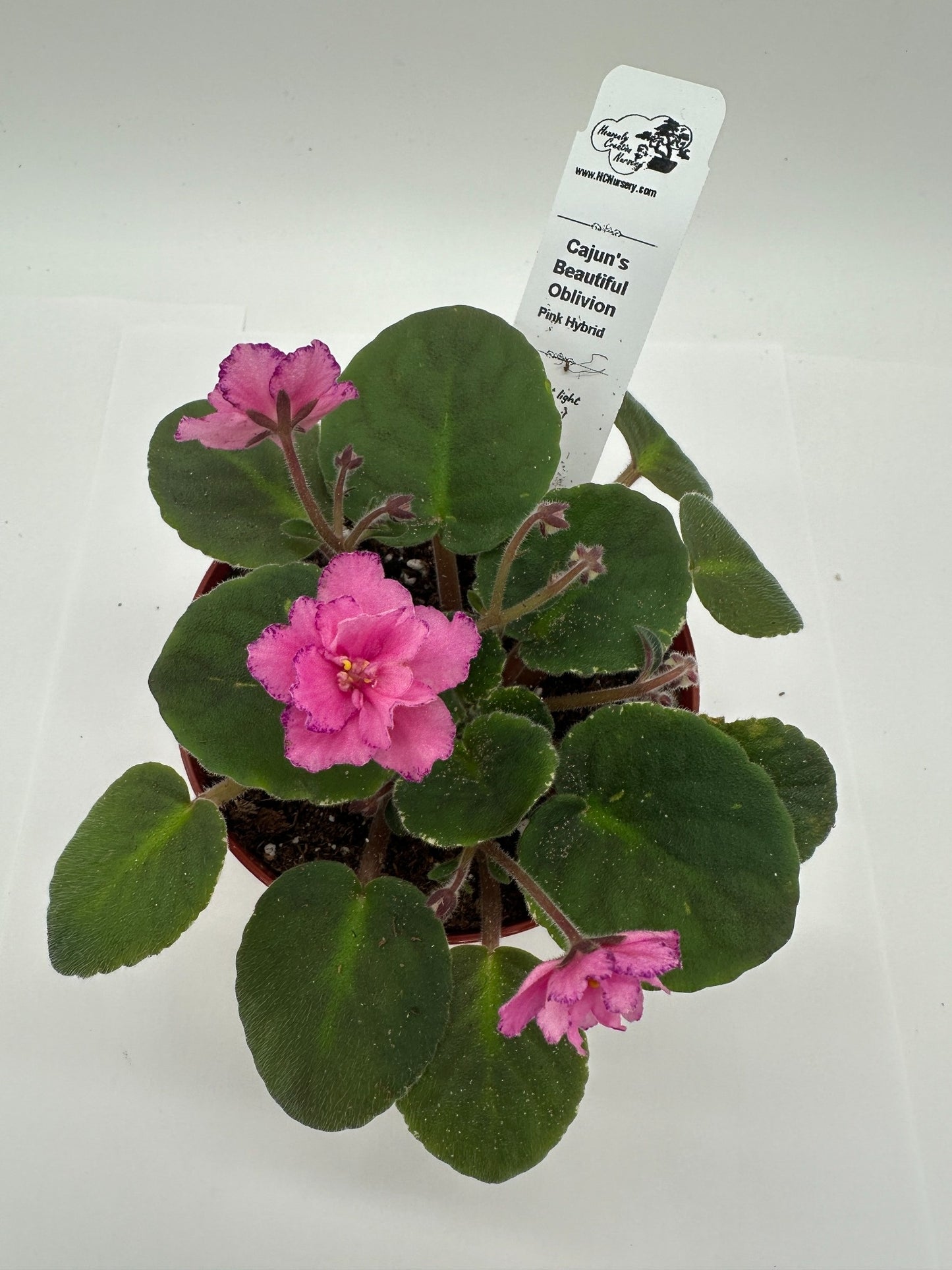 Cajun's Beautiful Oblivion Pink Hybrid - Live African Violet 4"