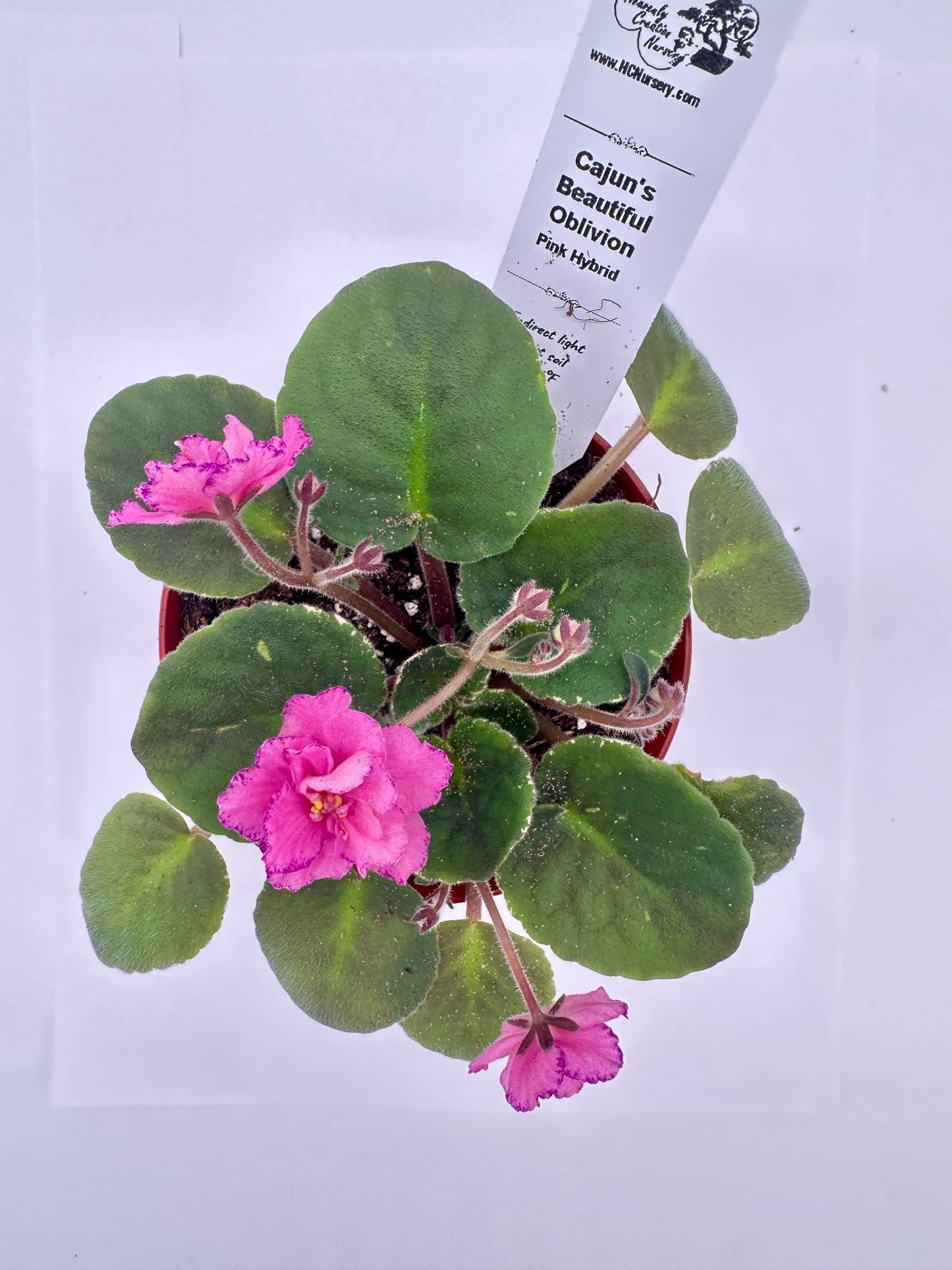 Cajun's Beautiful Oblivion Pink Hybrid - Live African Violet 4"