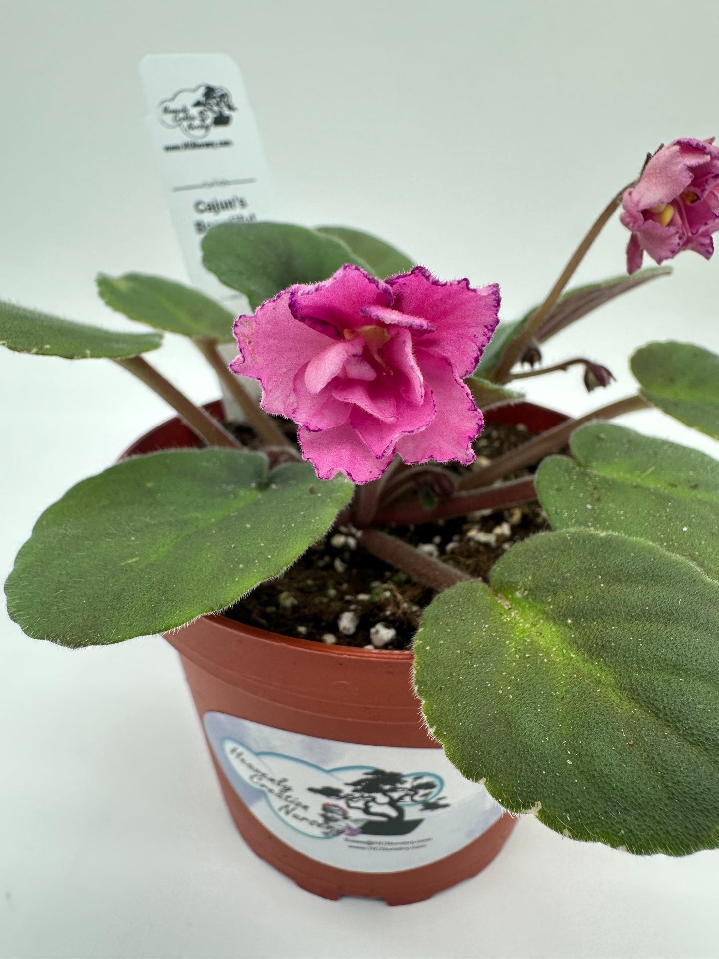Cajun's Beautiful Oblivion Pink Hybrid - Live African Violet 4"