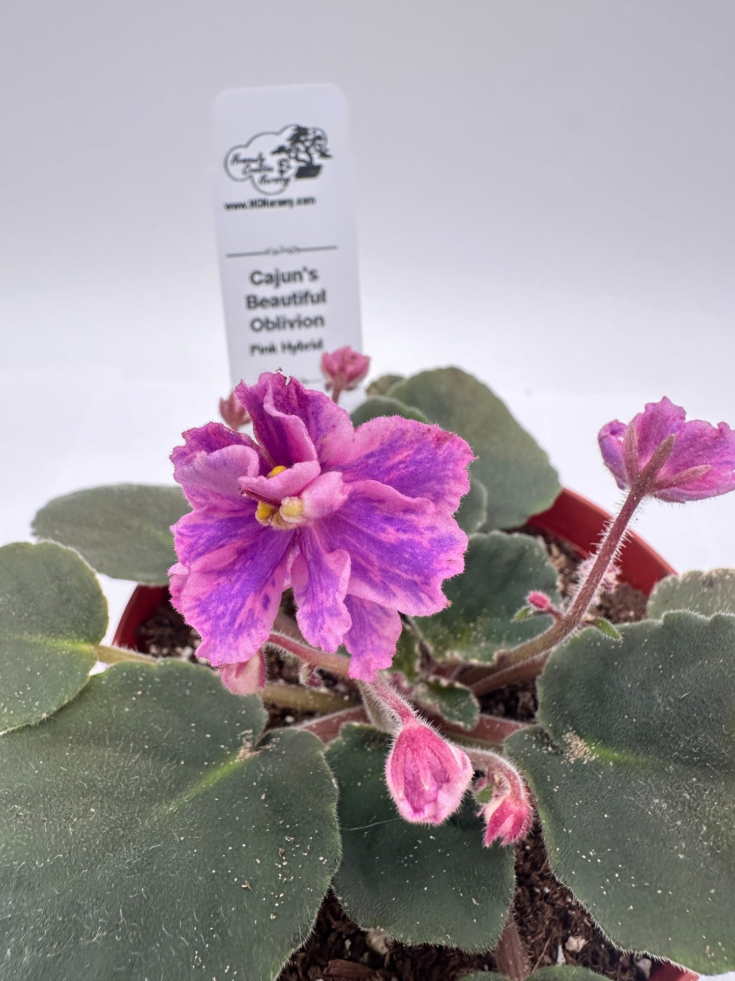 Cajun's Beautiful Oblivion Pink Hybrid - Live African Violet 4"