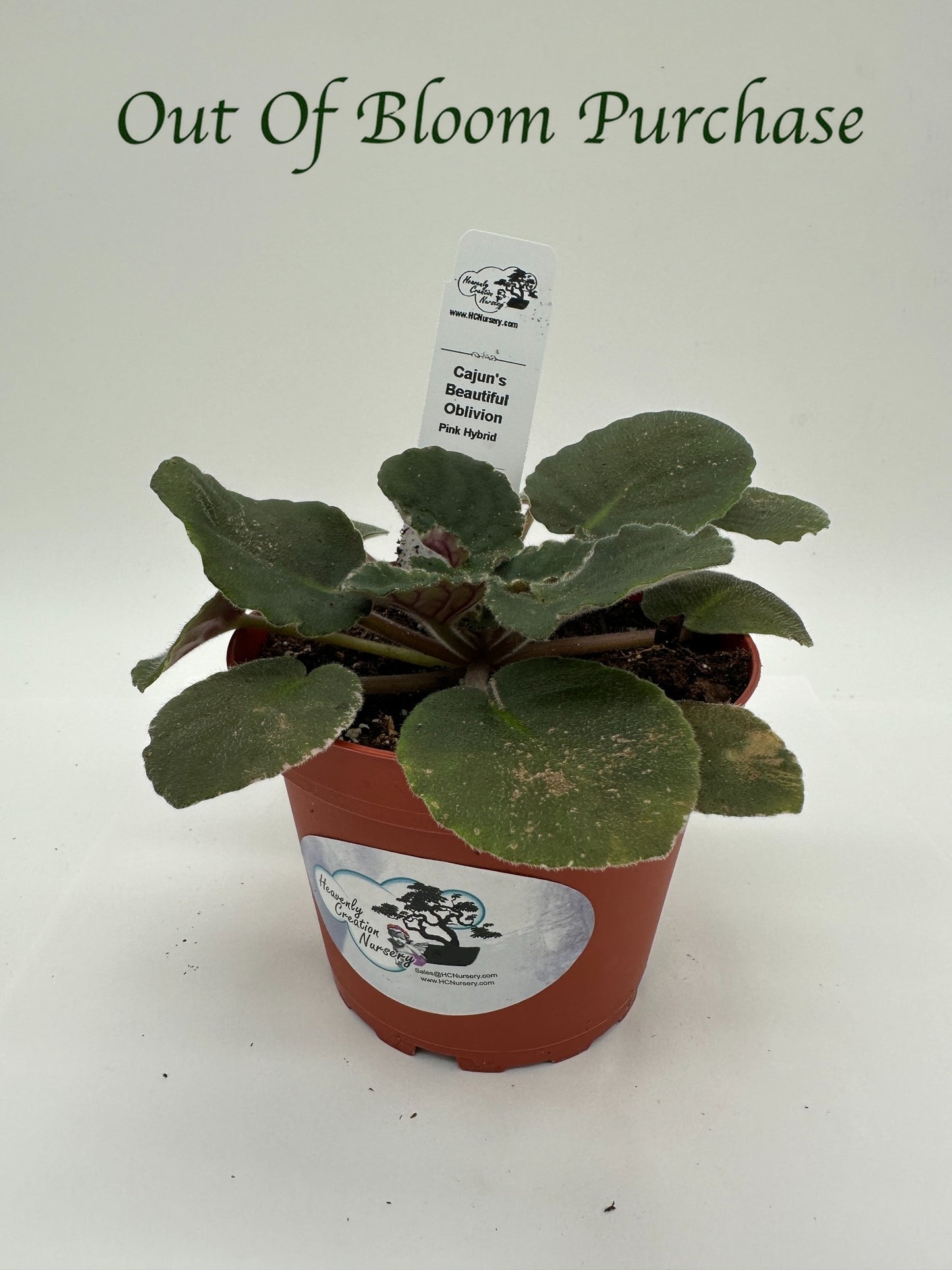 Cajun's Beautiful Oblivion Pink Hybrid - Live African Violet 4"