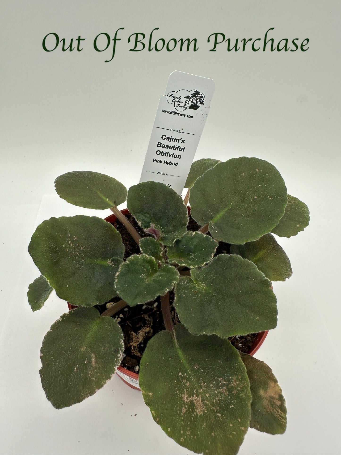 Cajun's Beautiful Oblivion Pink Hybrid - Live African Violet 4"