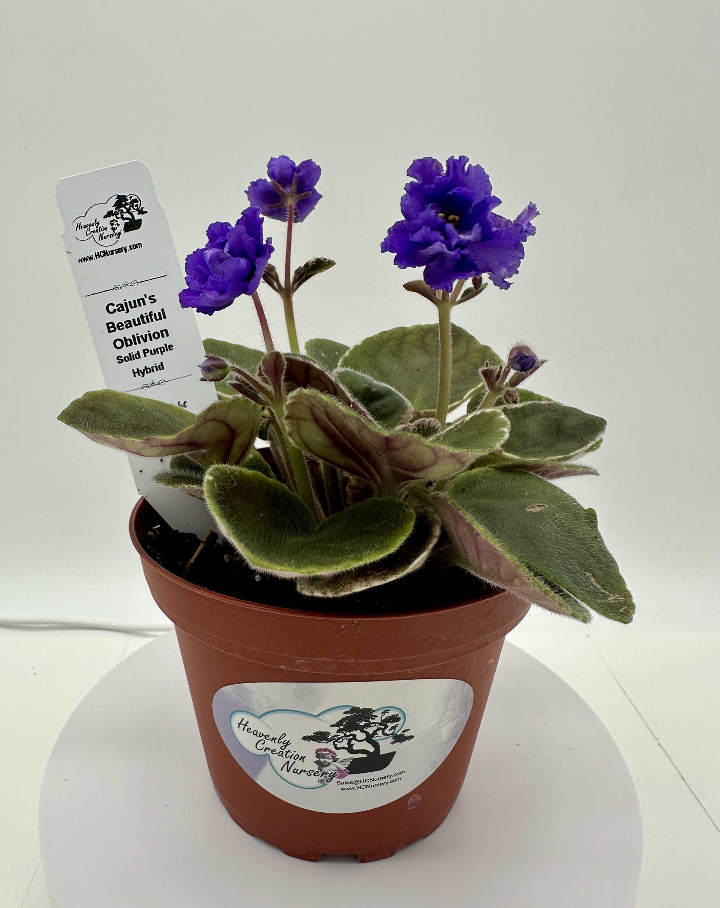 Cajun's Beautiful Oblivion - Solid Purple Hybrid - Live African Violet 4"