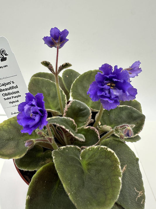 Cajun's Beautiful Oblivion - Solid Purple Hybrid - Live African Violet 4"