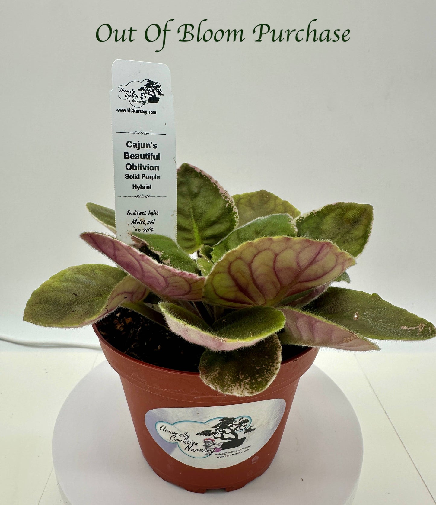 Cajun's Beautiful Oblivion - Solid Purple Hybrid - Live African Violet 4"