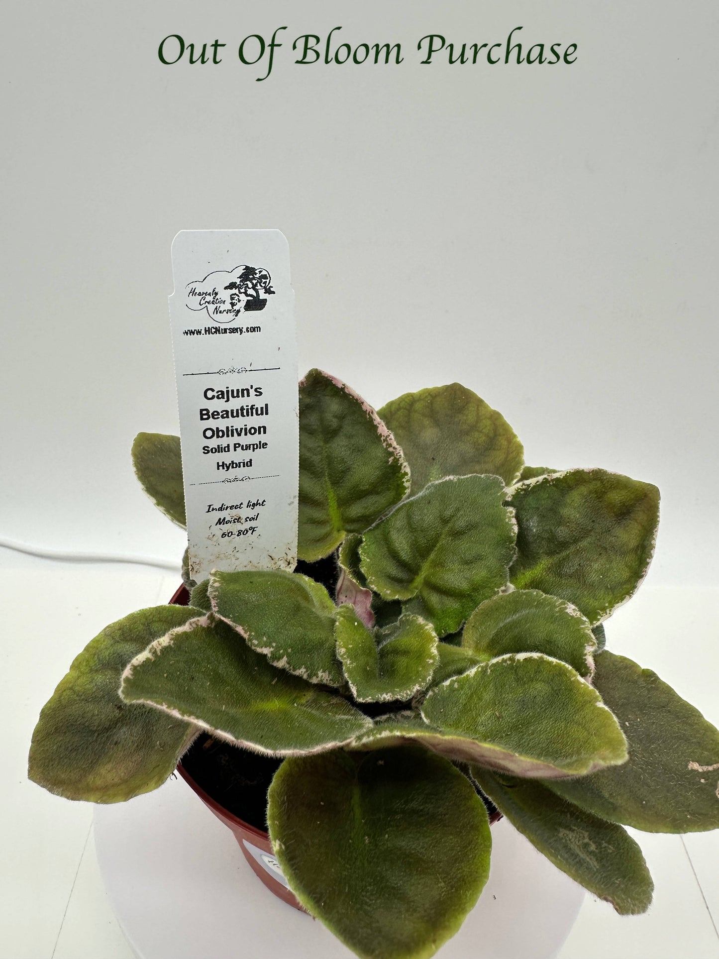 Cajun's Beautiful Oblivion - Solid Purple Hybrid - Live African Violet 4"