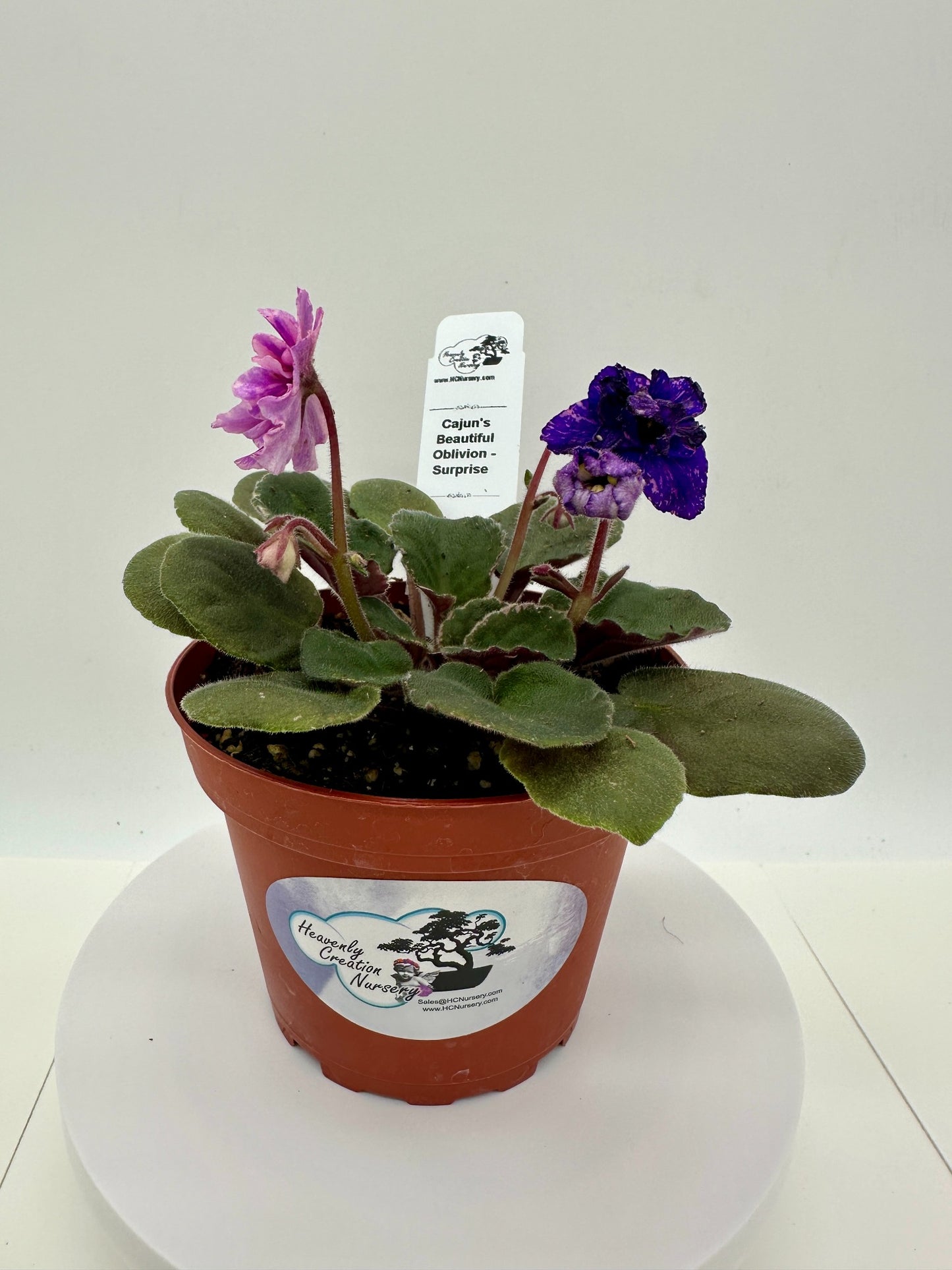 Cajun's Beautiful Oblivion - Surprise - Live African Violet 4"