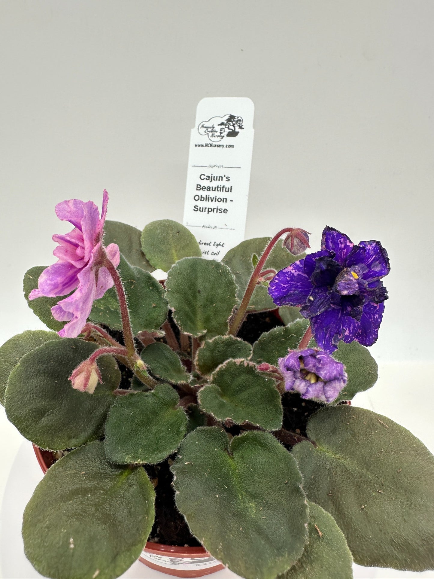 Cajun's Beautiful Oblivion - Surprise - Live African Violet 4"