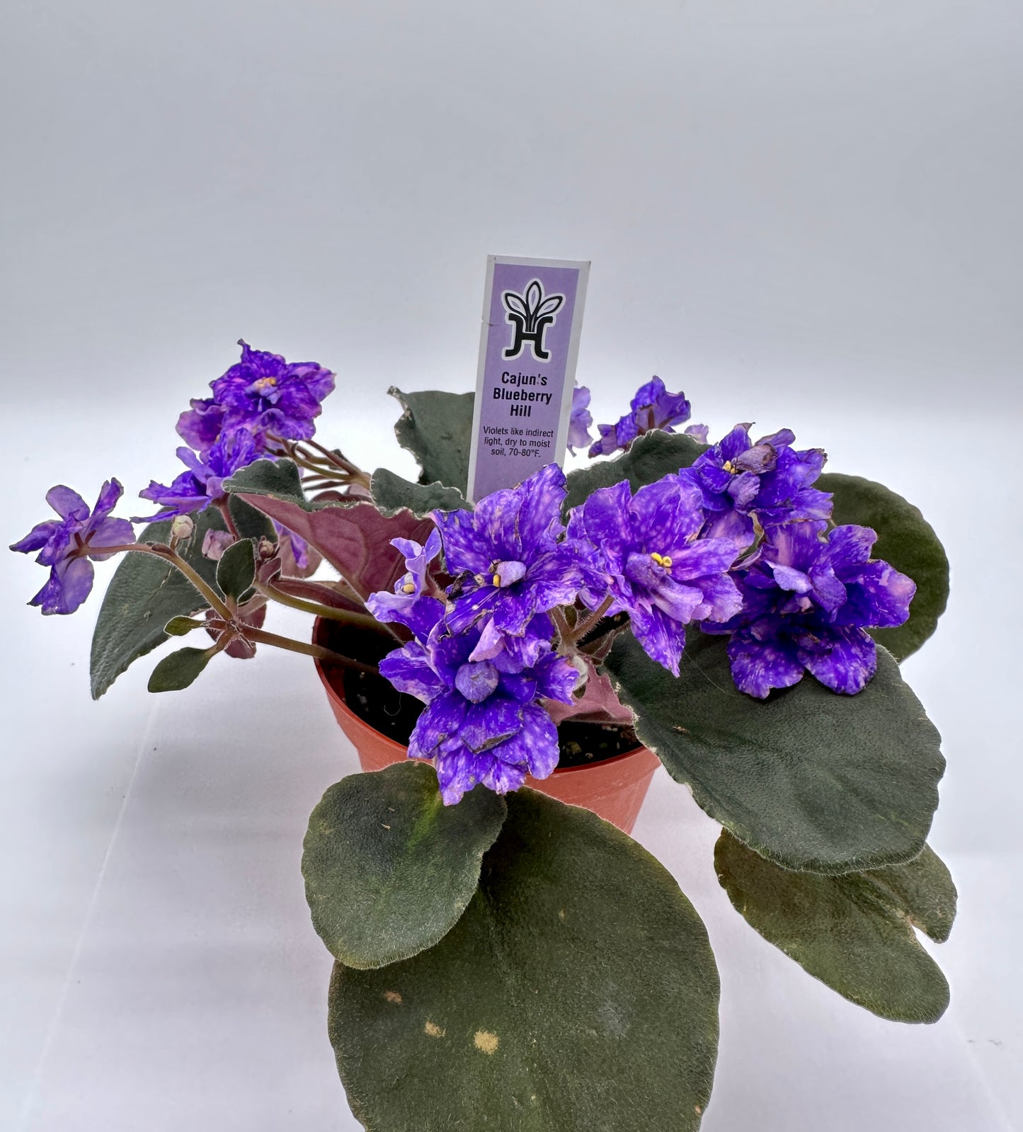 Cajun's Blueberry Hill - Live African Violet 4"