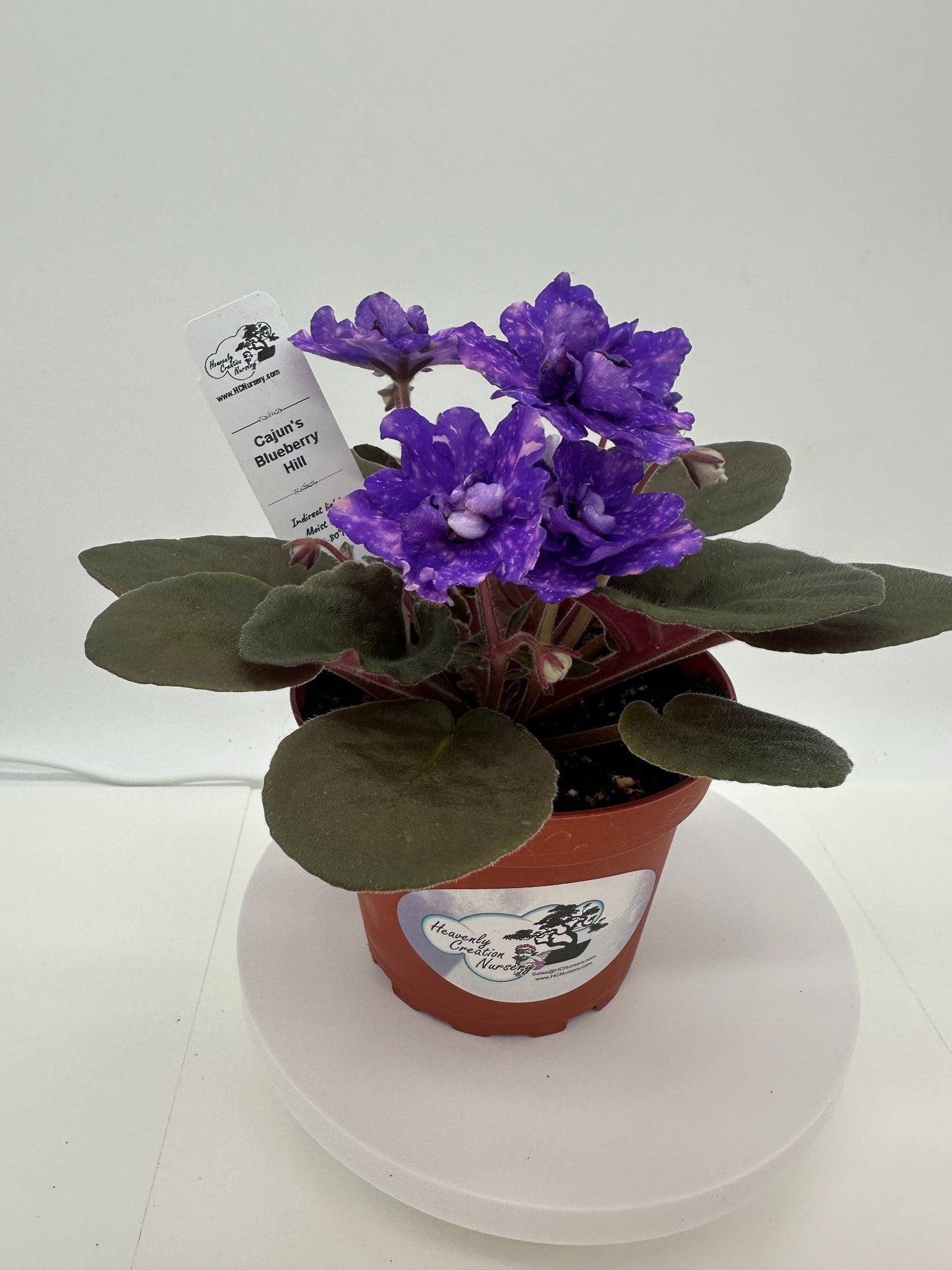 Cajun's Blueberry Hill - Live African Violet 4"