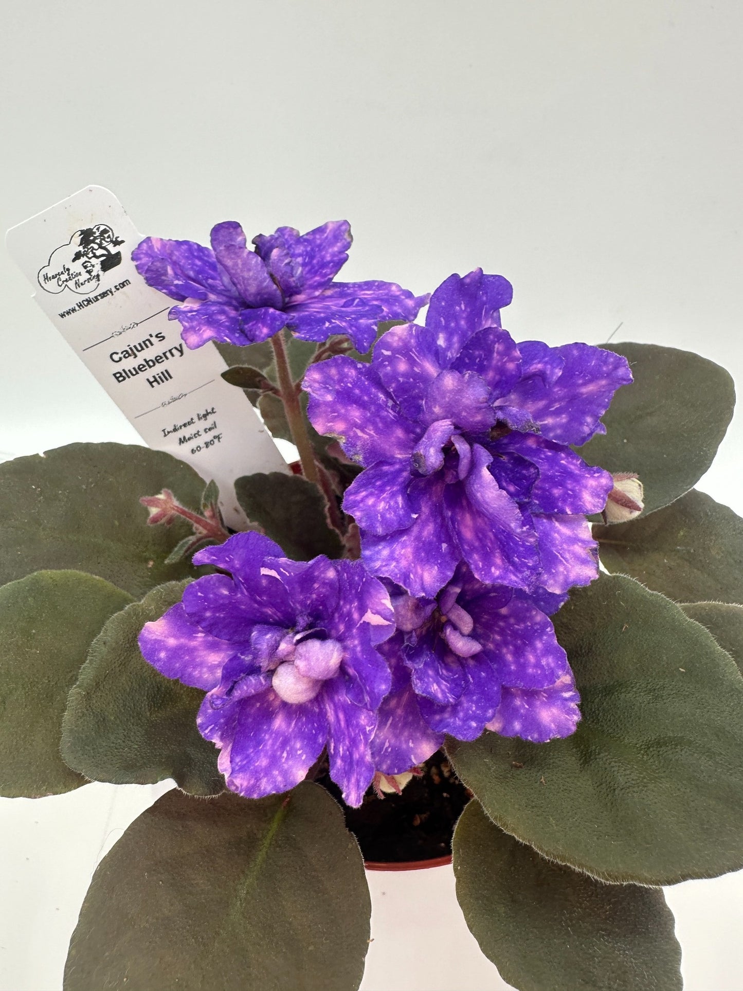 Cajun's Blueberry Hill - Live African Violet 4"