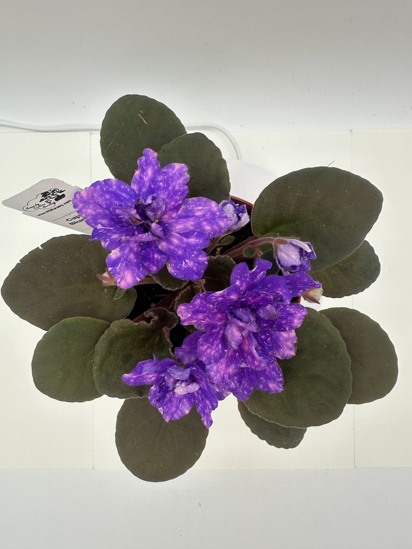 Cajun's Blueberry Hill - Live African Violet 4"
