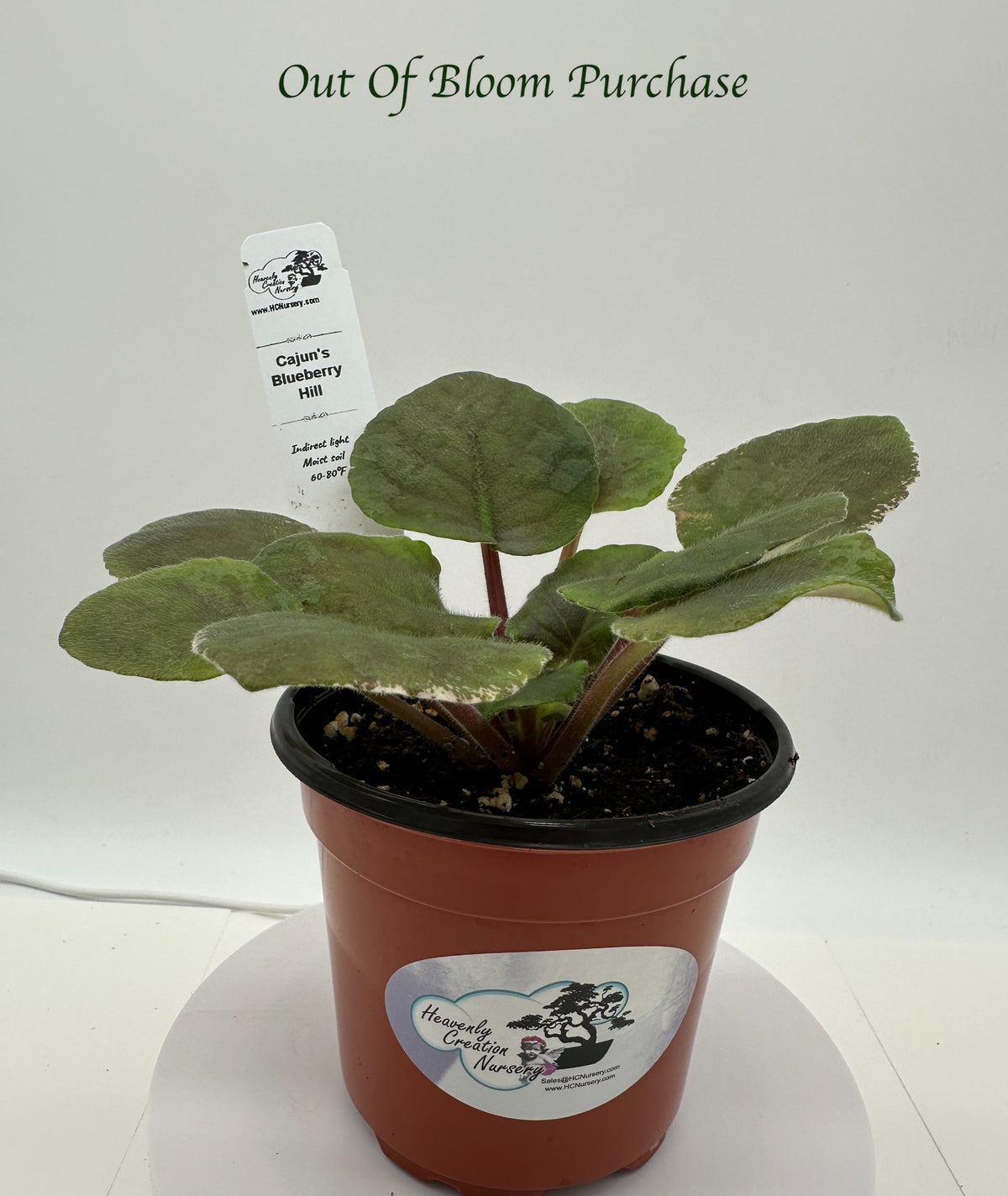 Cajun's Blueberry Hill - Live African Violet 4"