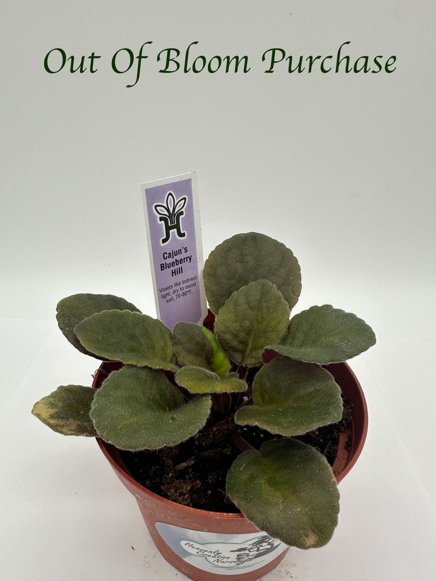 Cajun's Blueberry Hill - Live African Violet 4"