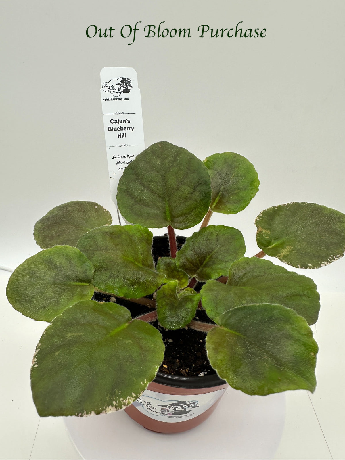 Cajun's Blueberry Hill - Live African Violet 4"