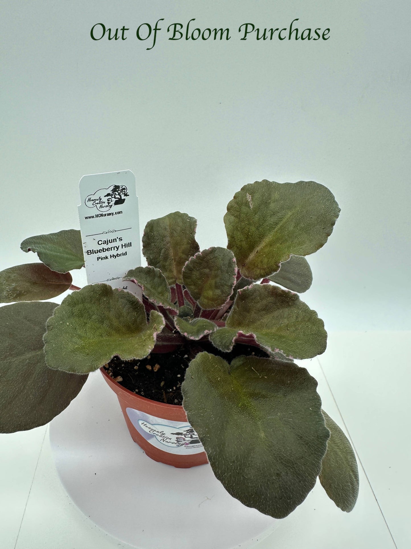 Cajun's Blueberry Hill - Pink Hybrid - Live African Violet 4"
