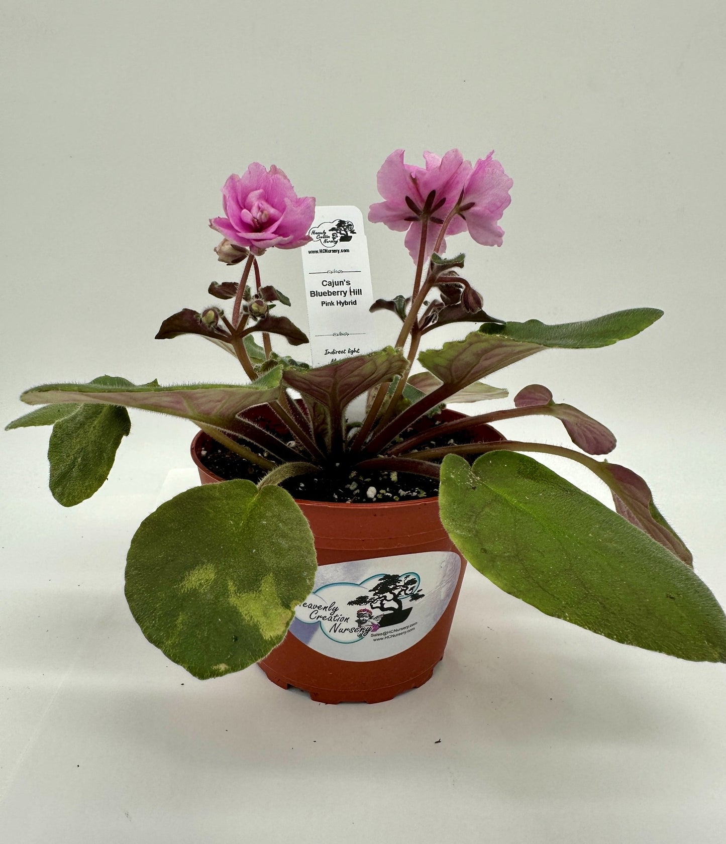 Cajun's Blueberry Hill - Pink Hybrid - Live African Violet 4"