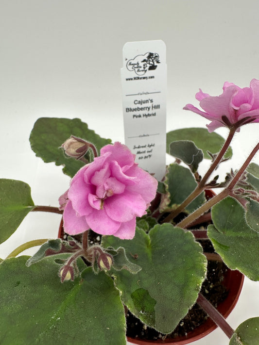Cajun's Blueberry Hill - Pink Hybrid - Live African Violet 4"