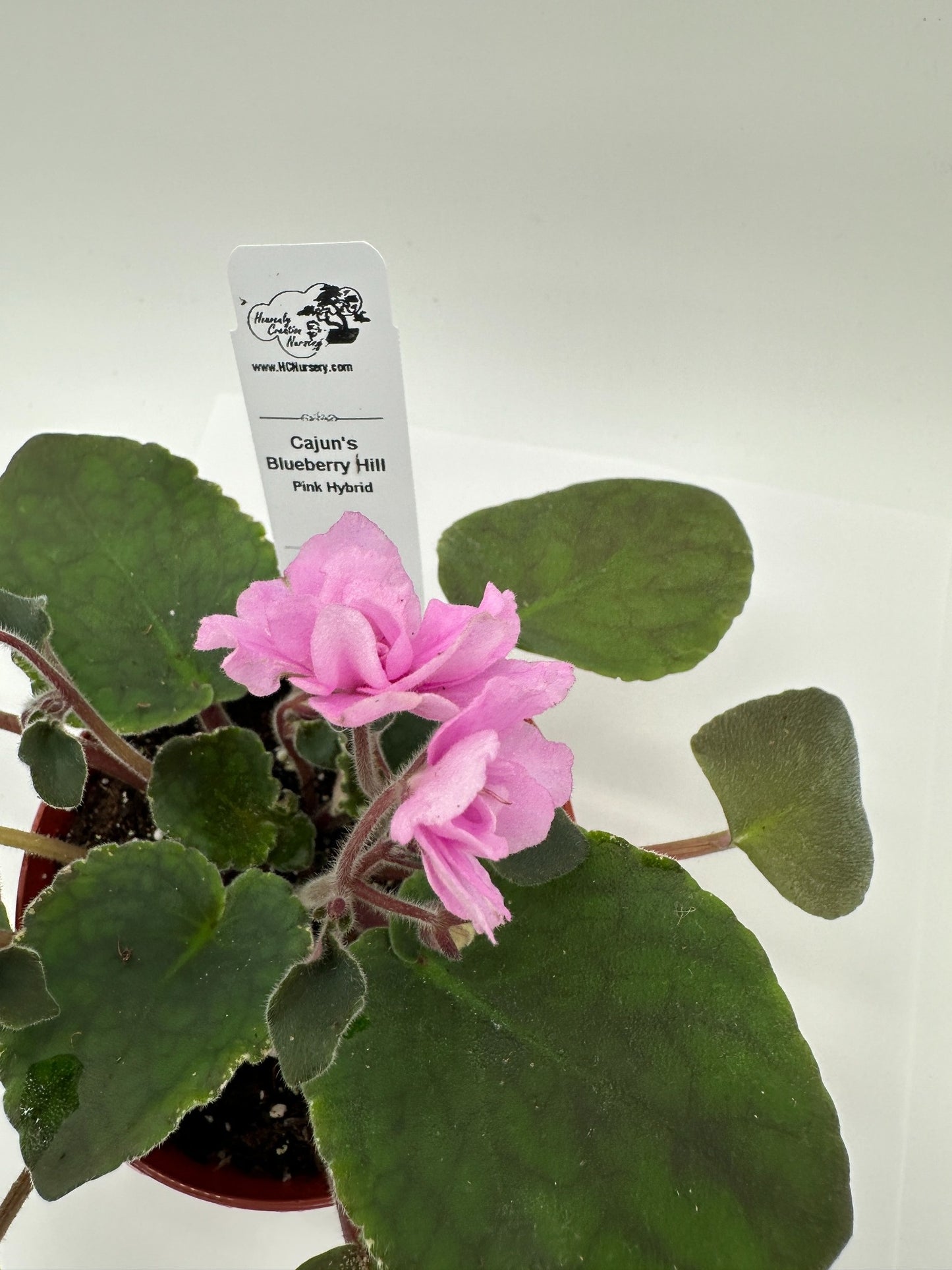 Cajun's Blueberry Hill - Pink Hybrid - Live African Violet 4"