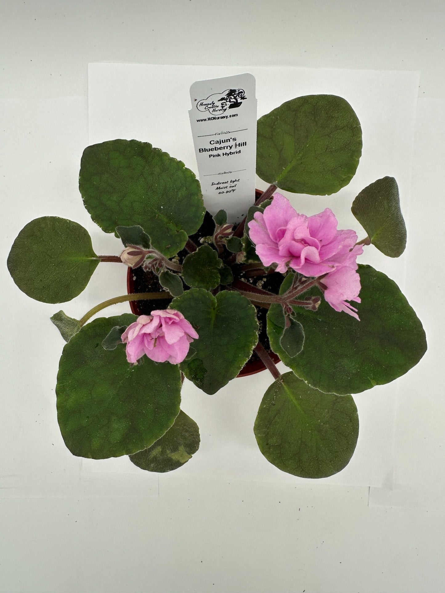 Cajun's Blueberry Hill - Pink Hybrid - Live African Violet 4"