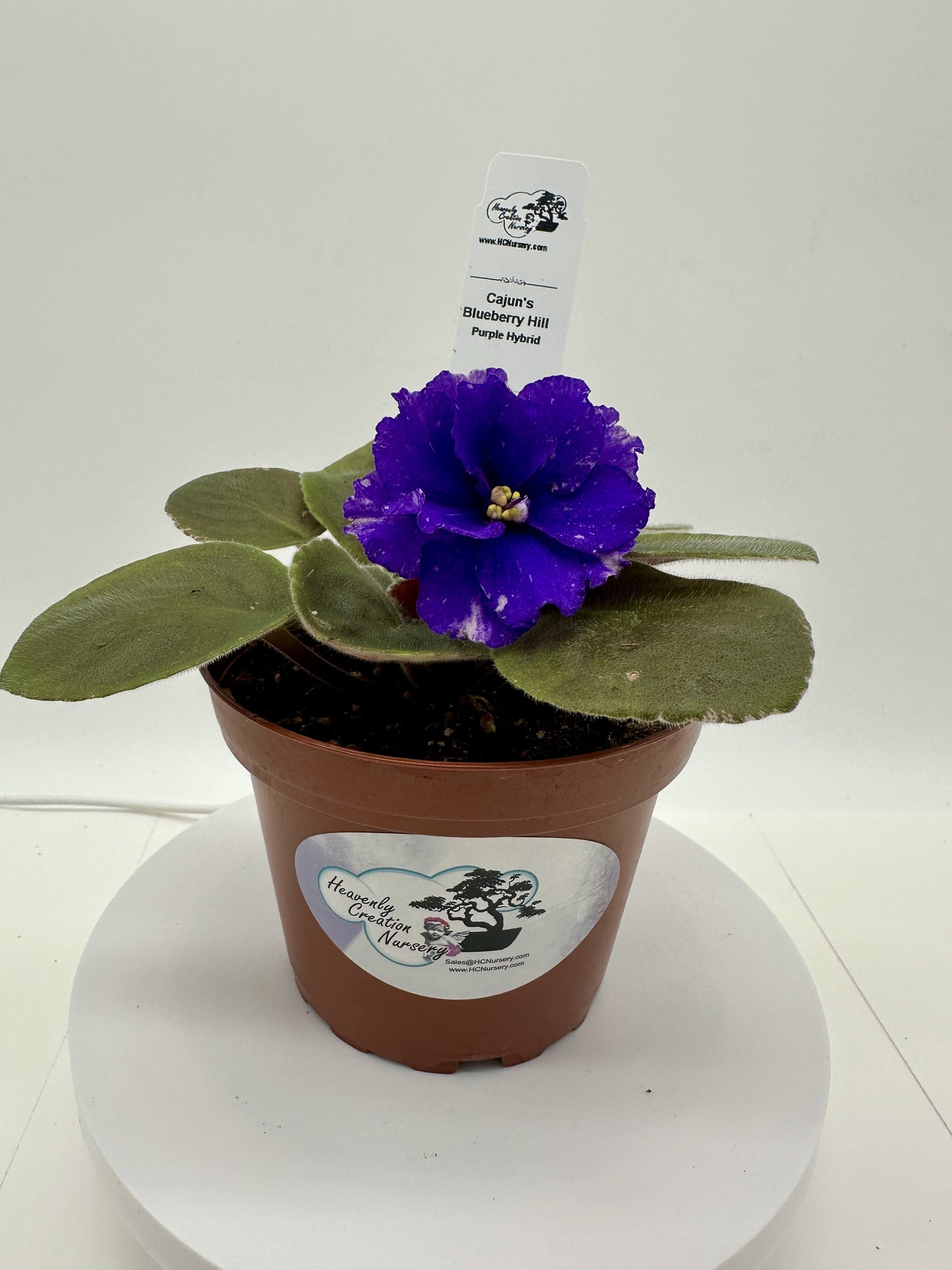 Cajun's Blueberry Hill - Purple Hybrid - Live African Violet 4"