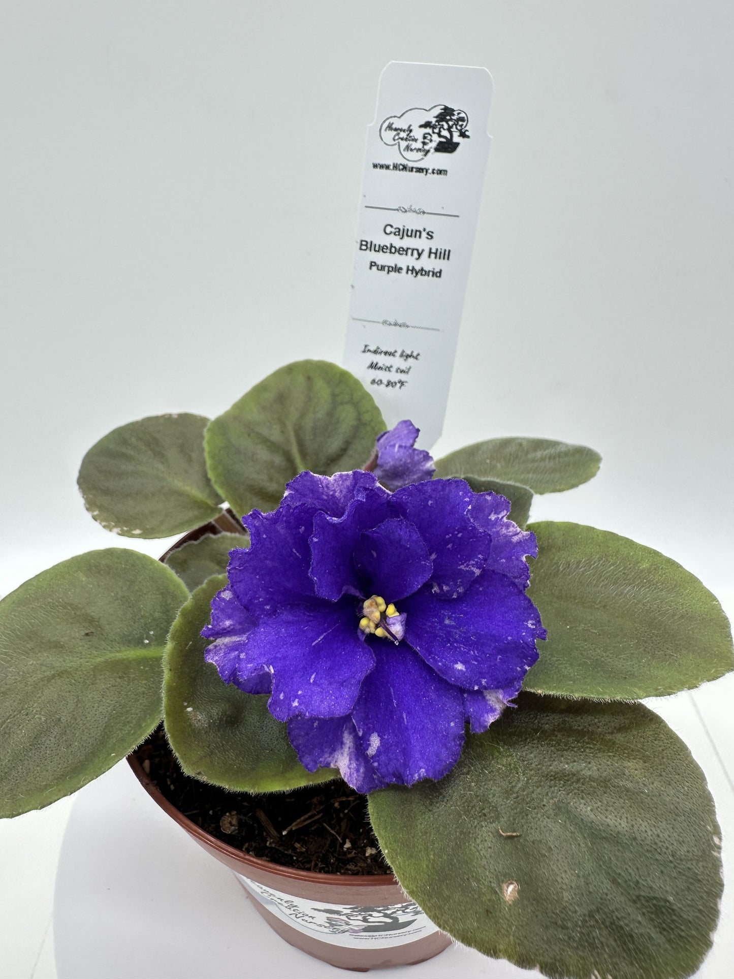 Cajun's Blueberry Hill - Purple Hybrid - Live African Violet 4"