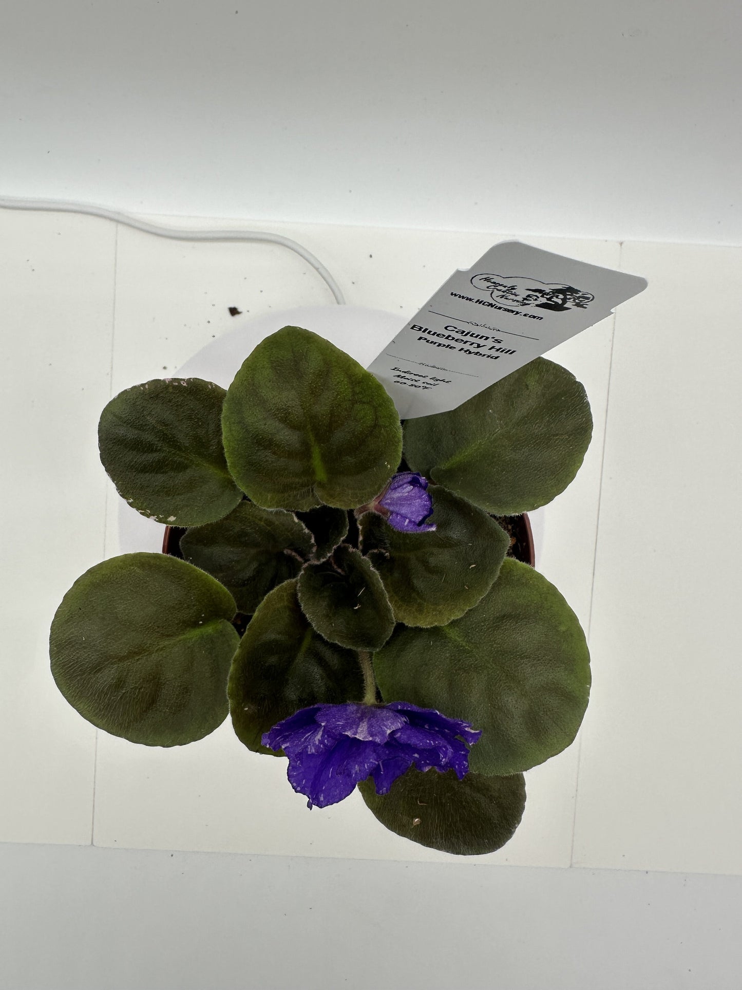 Cajun's Blueberry Hill - Purple Hybrid - Live African Violet 4"