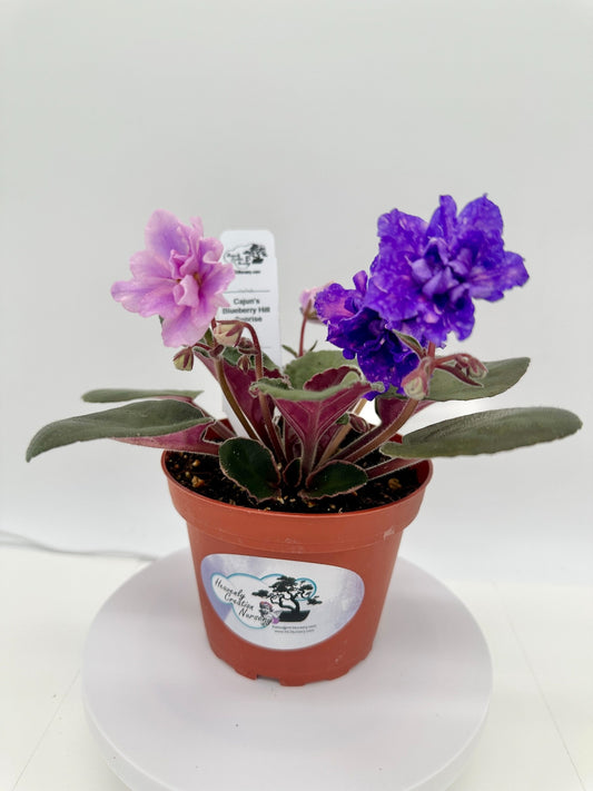 Cajun's Blueberry Hill - Surprise - Live African Violet 4"