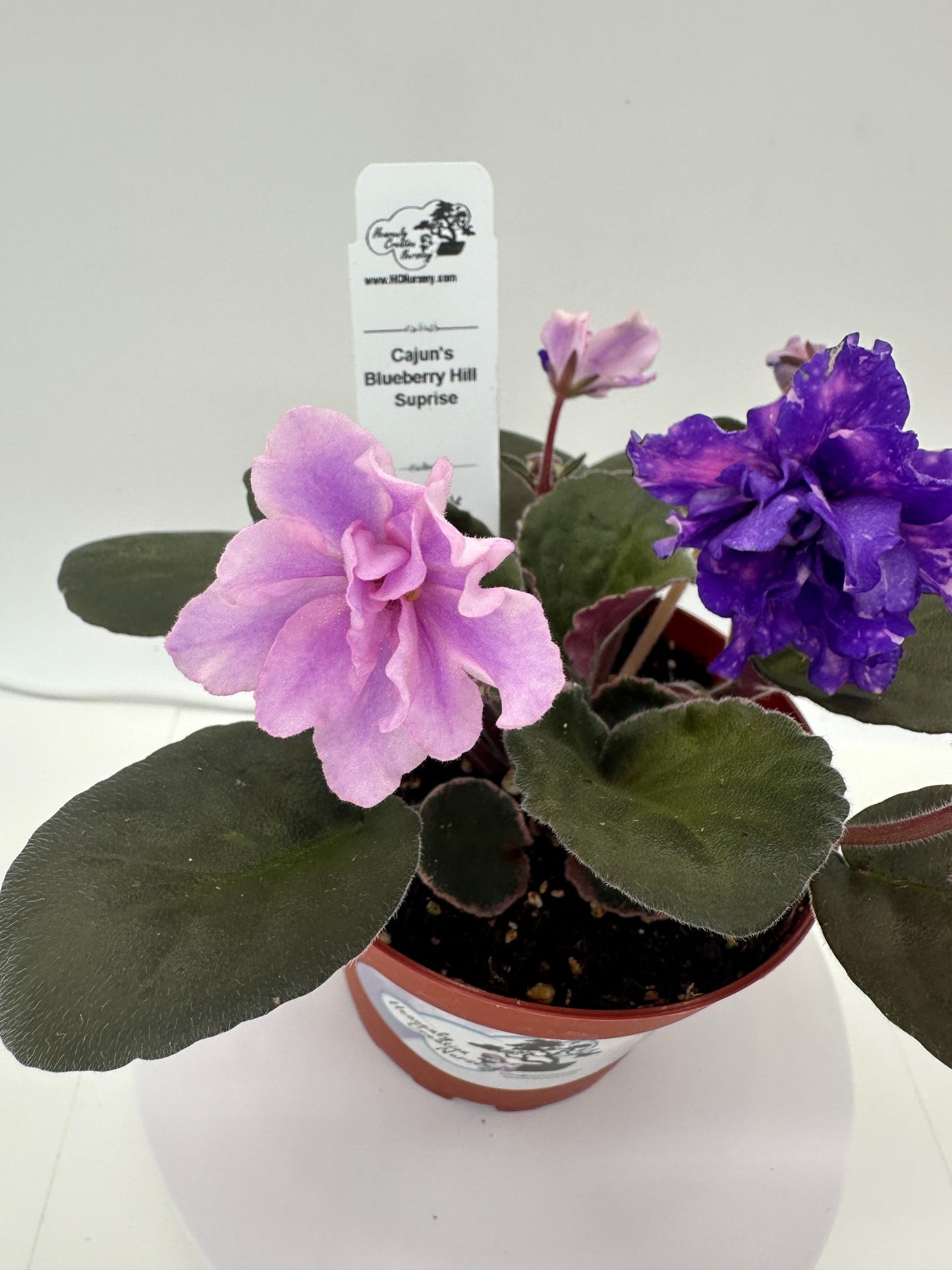 Cajun's Blueberry Hill - Surprise - Live African Violet 4"