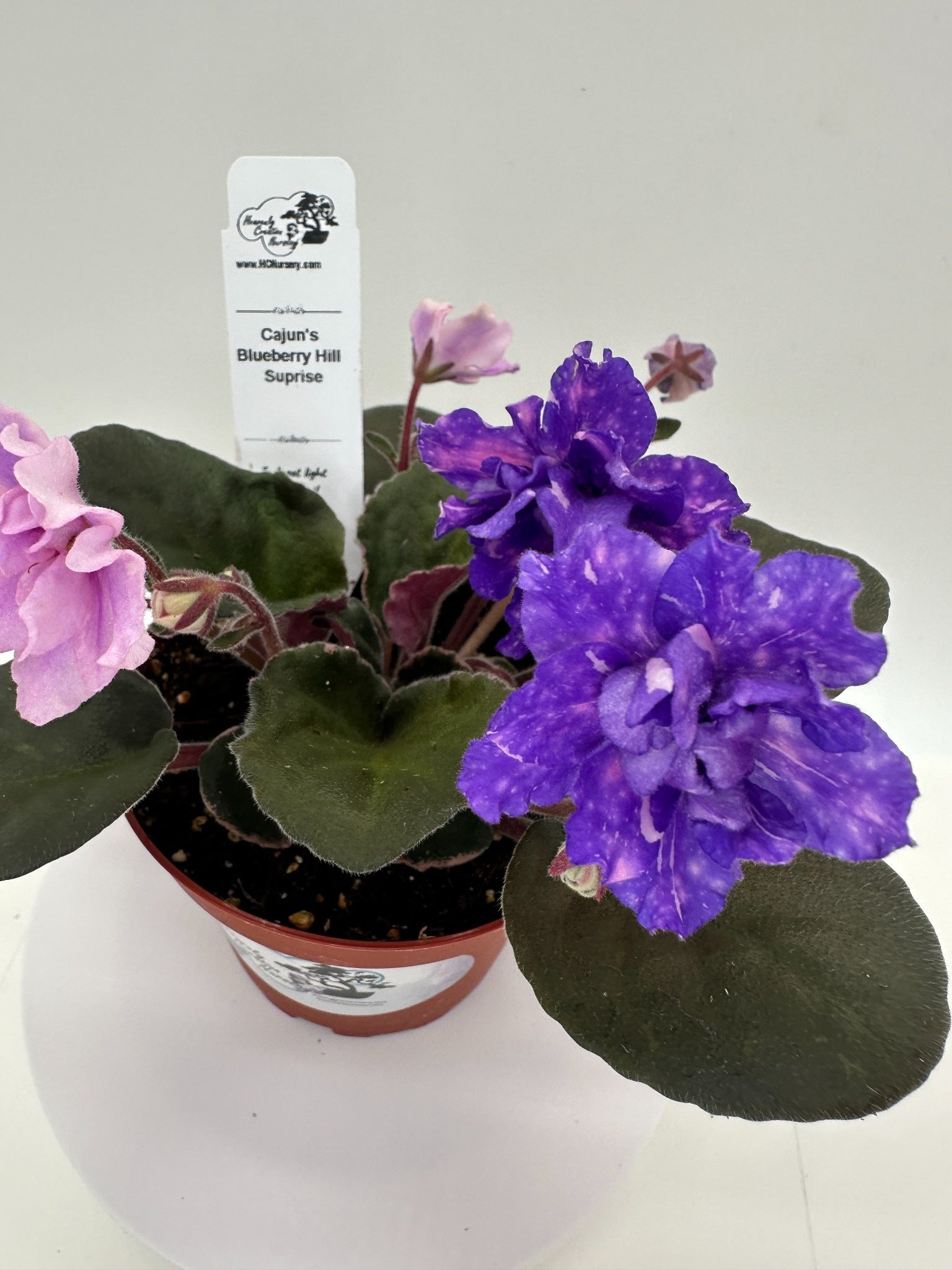 Cajun's Blueberry Hill - Surprise - Live African Violet 4