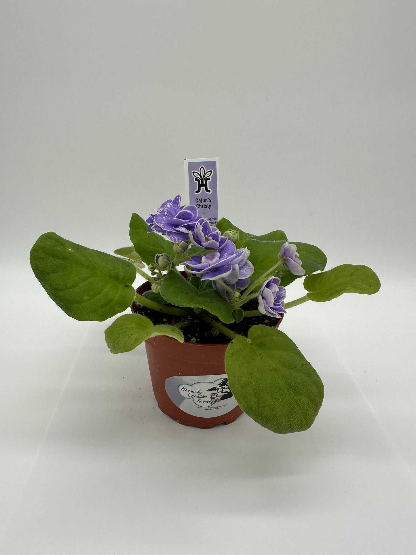 Cajun's Christy - Live African Violet 4"