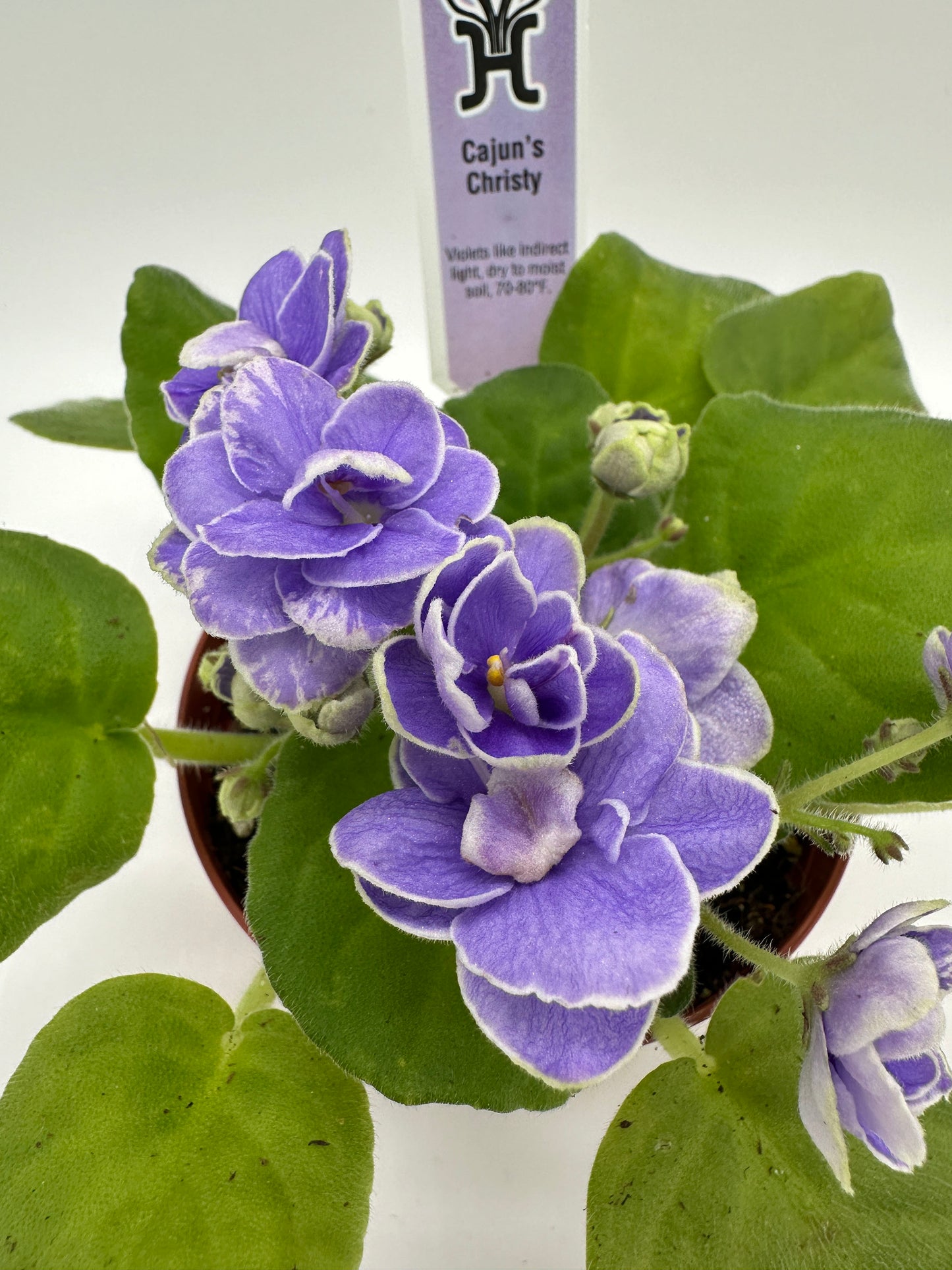 Cajun's Christy - Live African Violet 4"