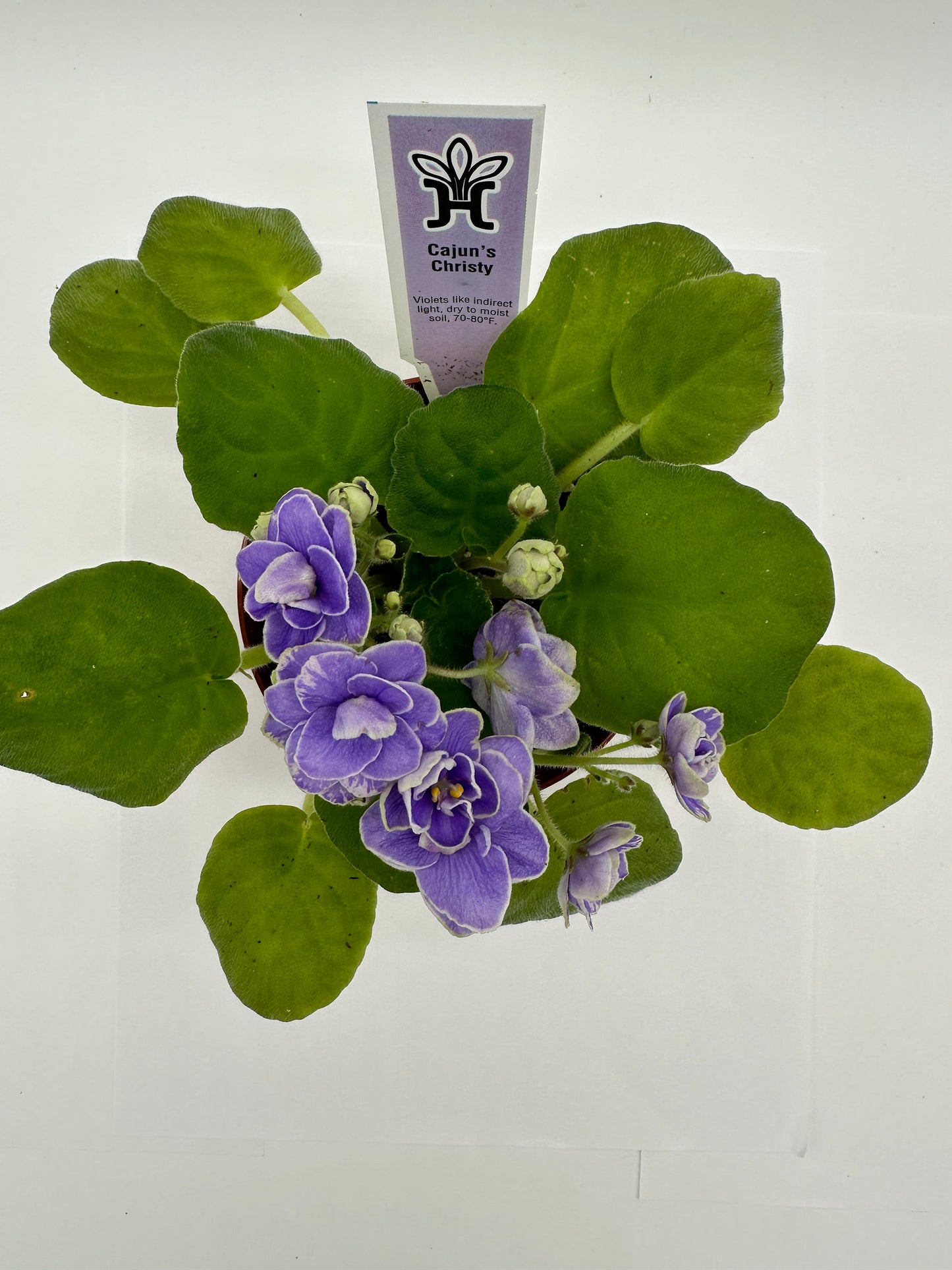 Cajun's Christy - Live African Violet 4"