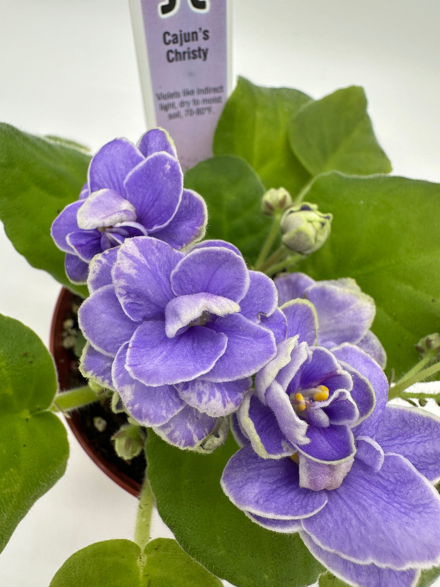 Cajun's Christy - Live African Violet 4"