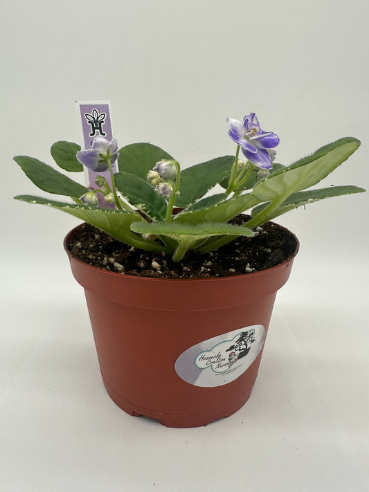 Cajun's Christy - Live African Violet 6"
