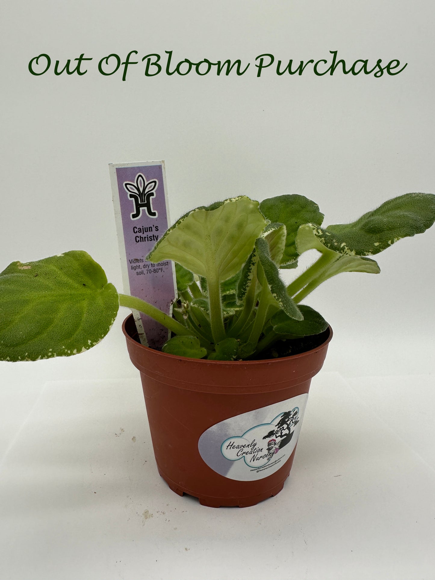 Cajun's Christy - Live African Violet 4"