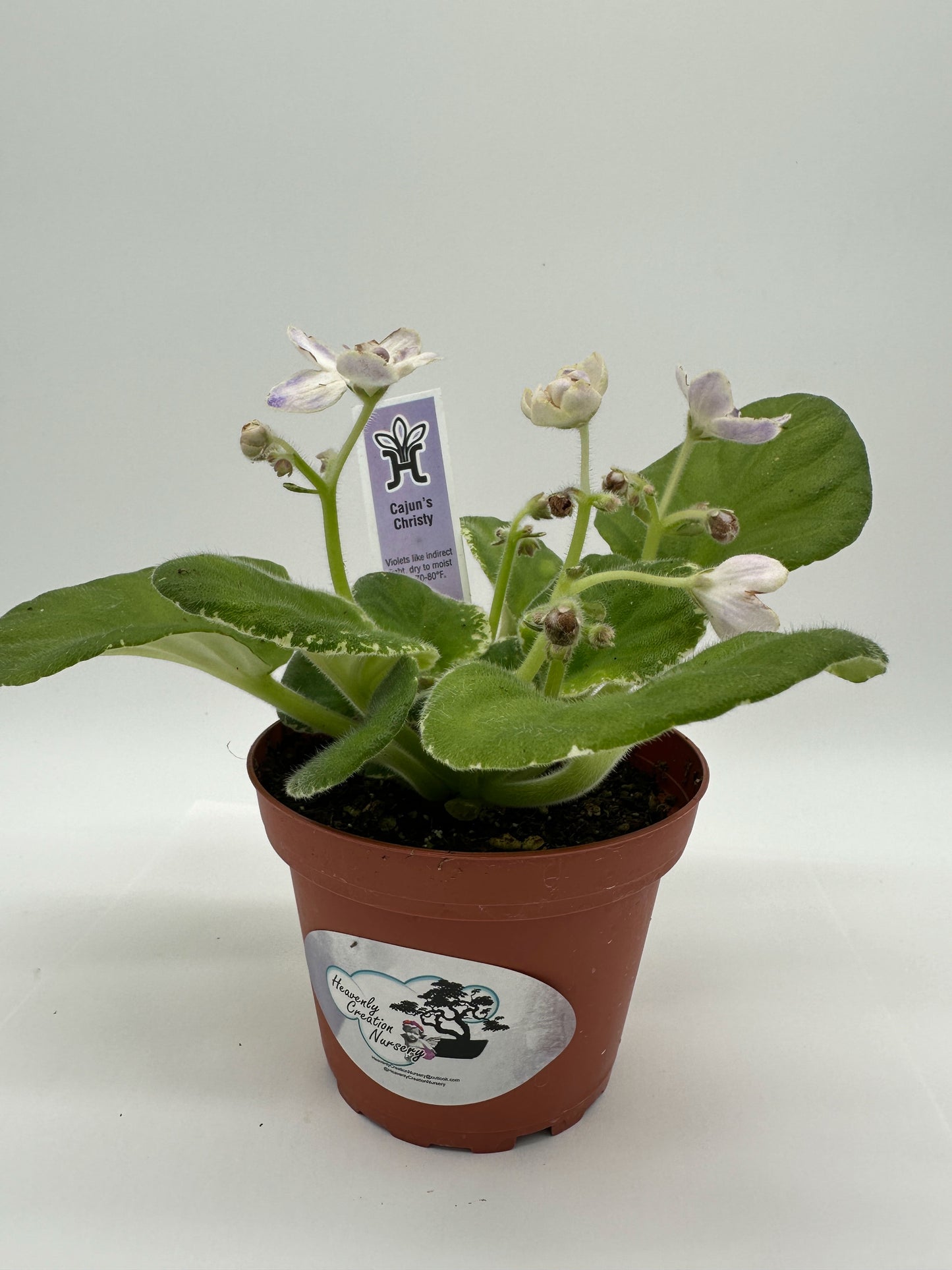 Cajun's Christy White Hybrid - Live African Violet 4"