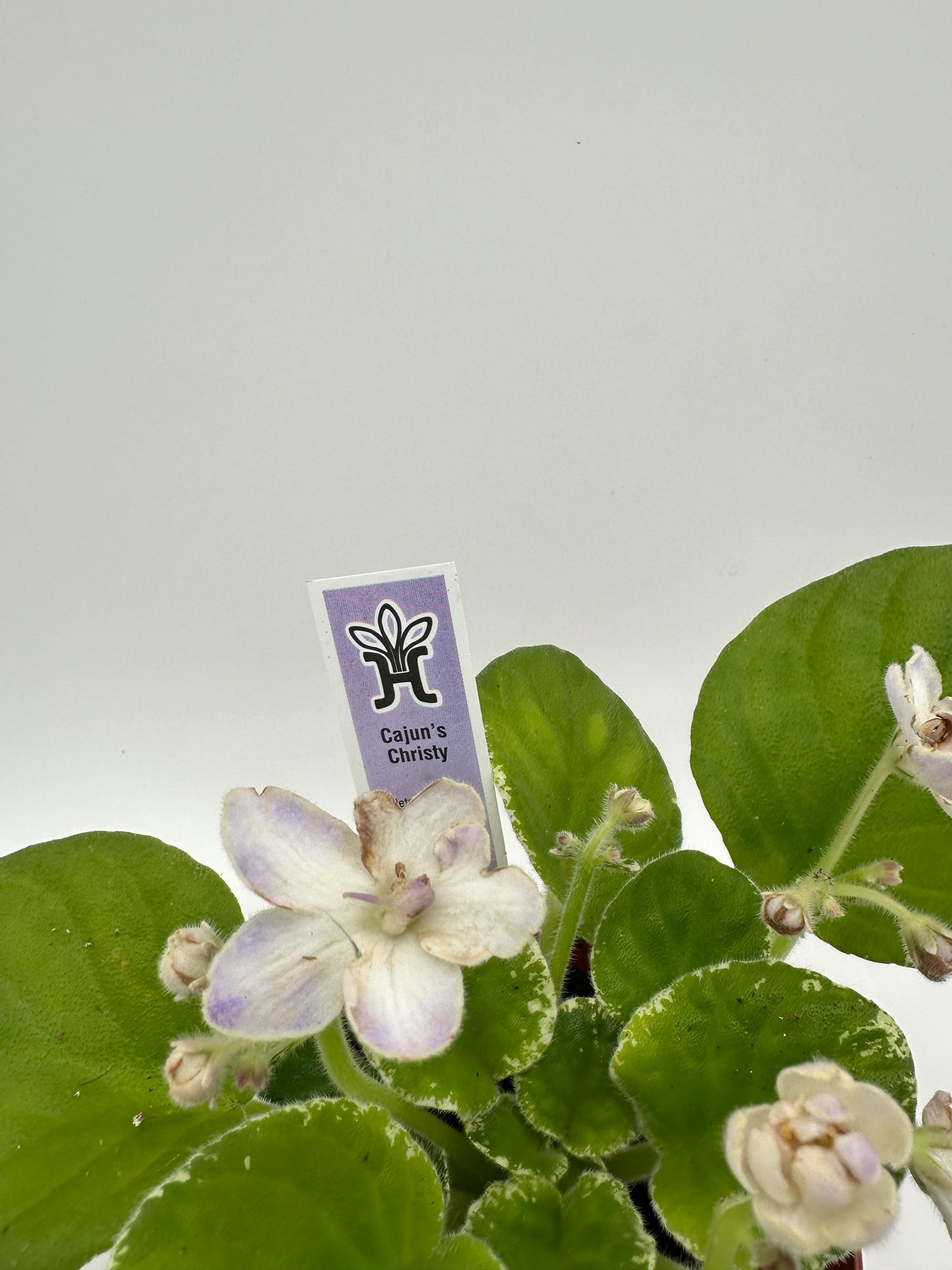 Cajun's Christy White Hybrid - Live African Violet 4"