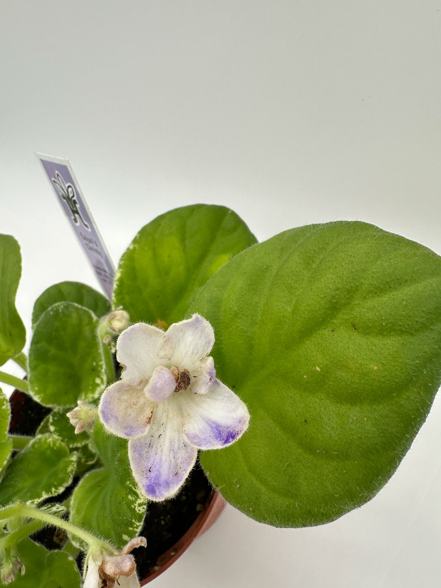 Cajun's Christy White Hybrid - Live African Violet 4"