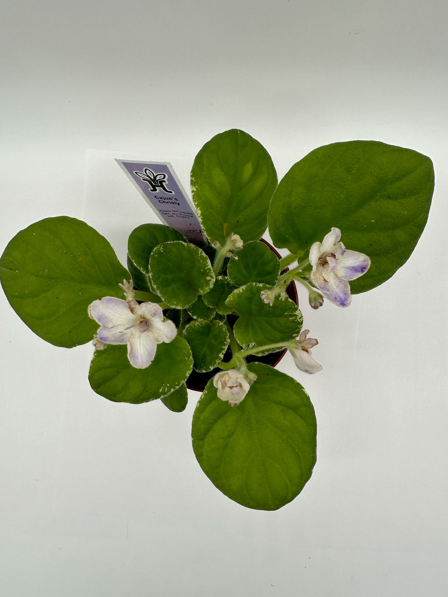 Cajun's Christy White Hybrid - Live African Violet 4"