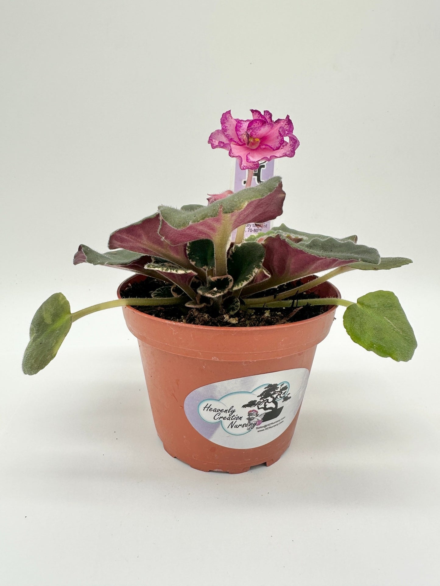 Cajun's Coujon - Live African Violet 4"