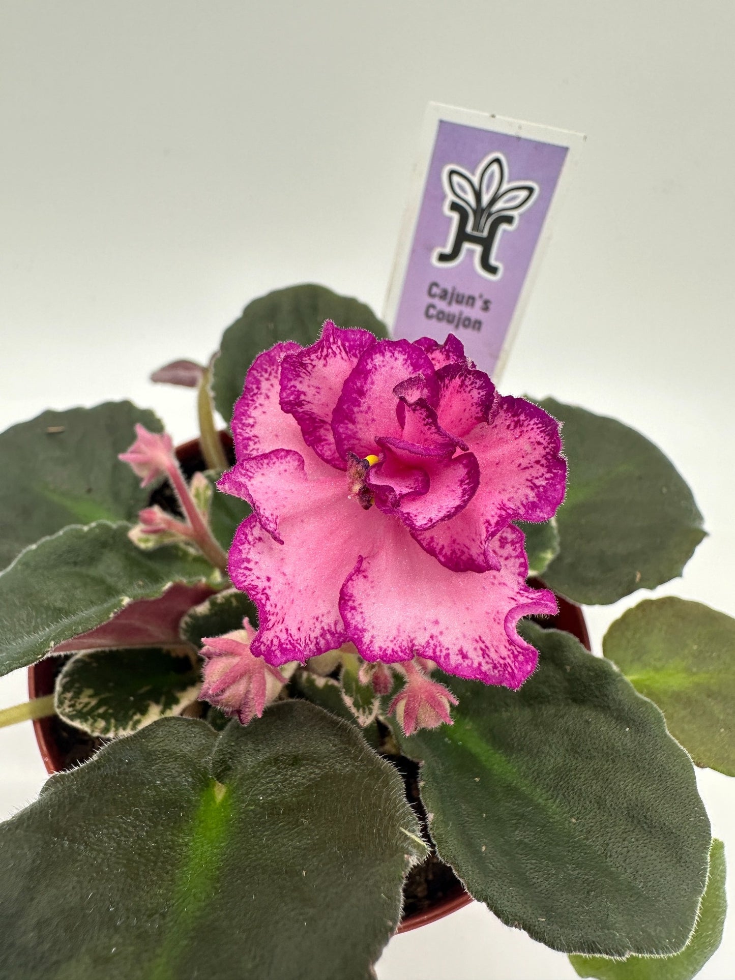 Cajun's Coujon - Live African Violet 4"