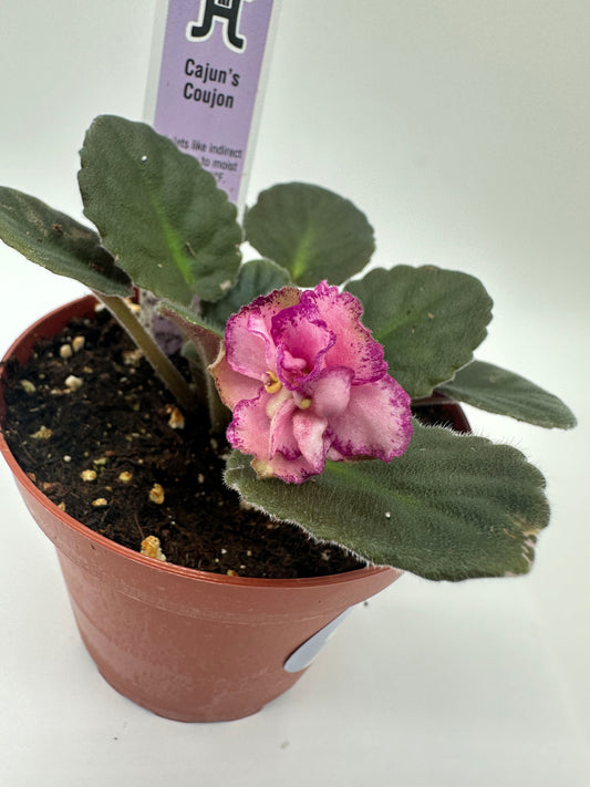 Cajun's Coujon - Live African Violet 4"