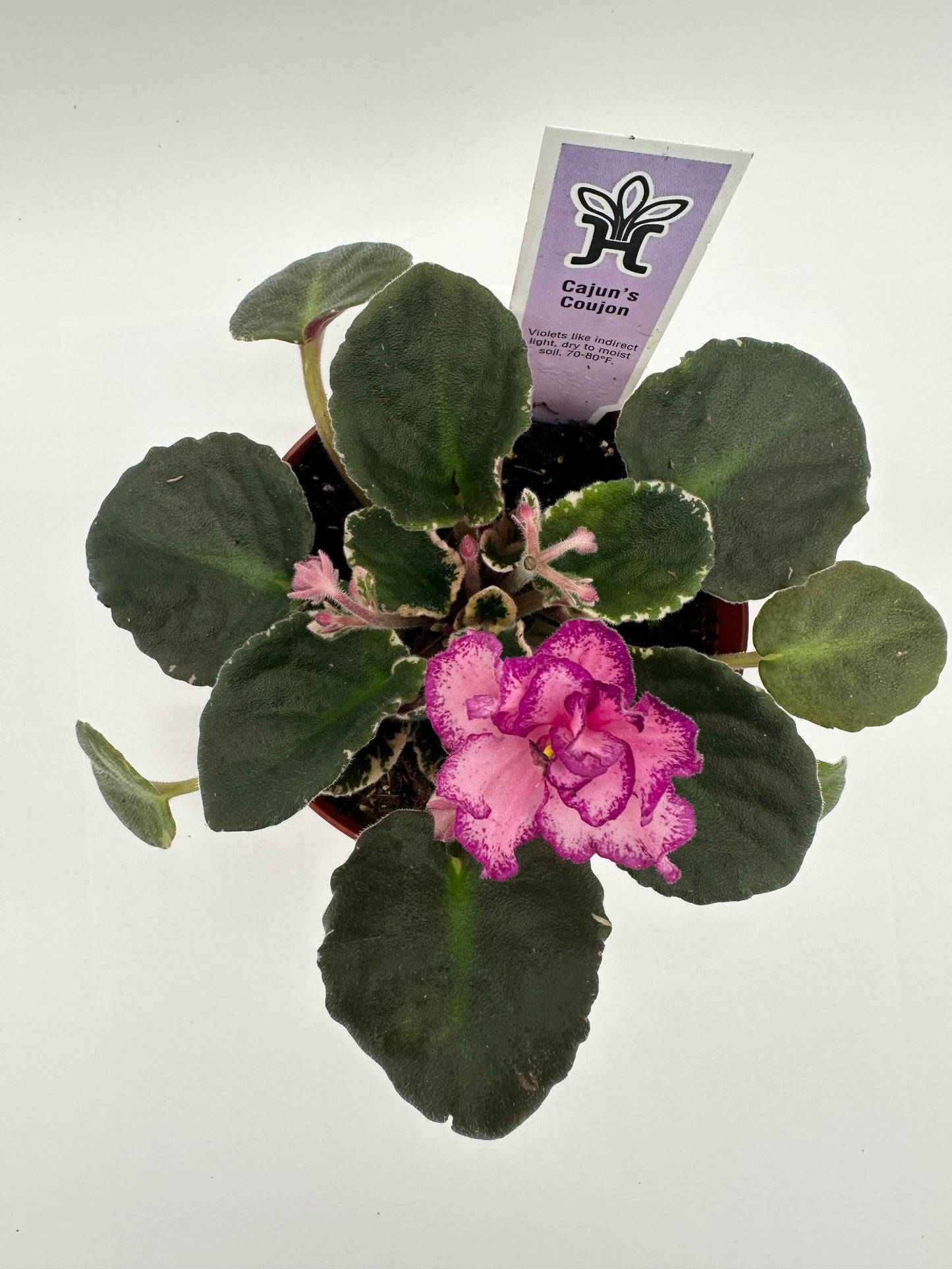 Cajun's Coujon - Live African Violet 4"