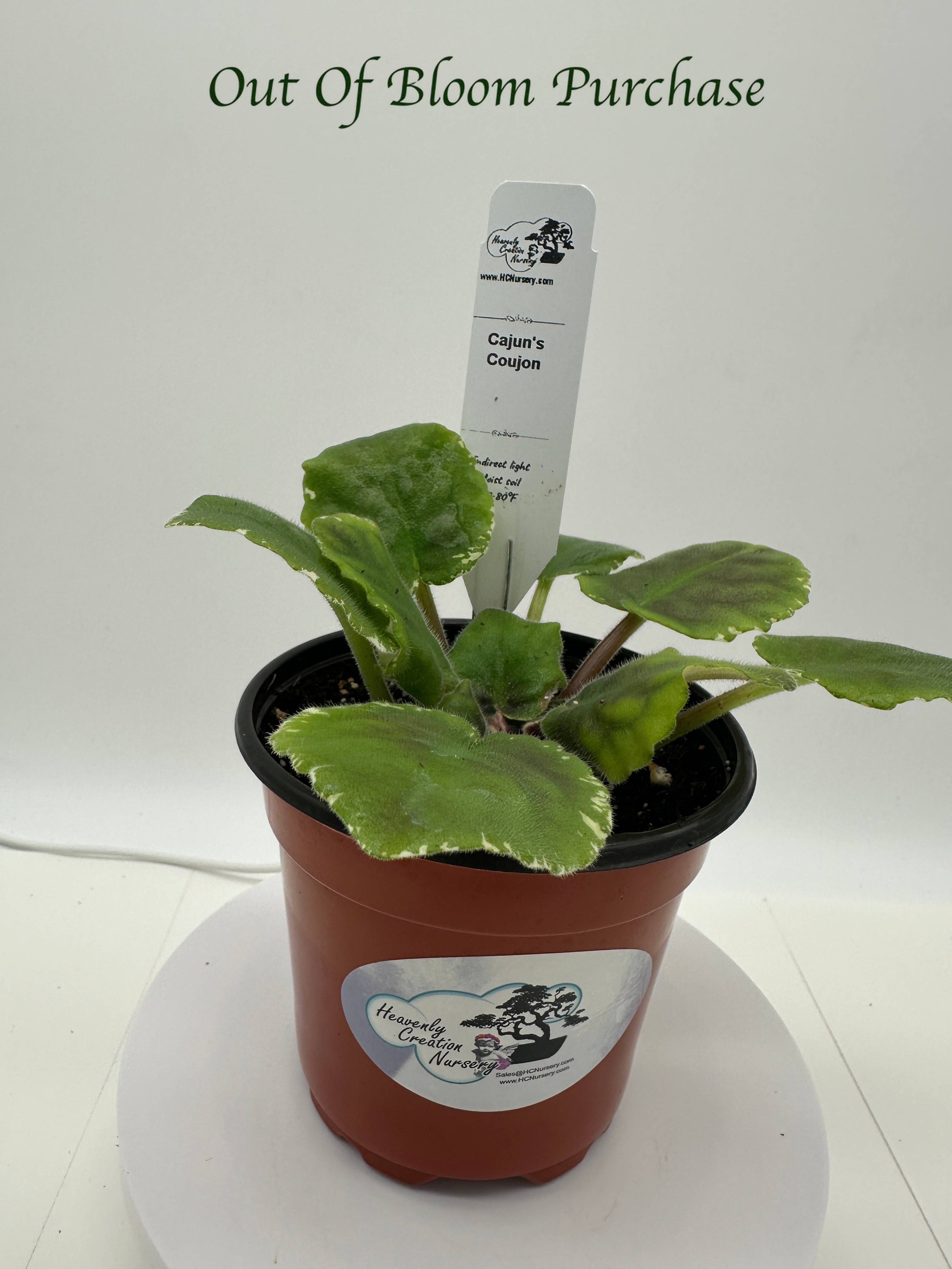 Cajun's Coujon - Live African Violet 4