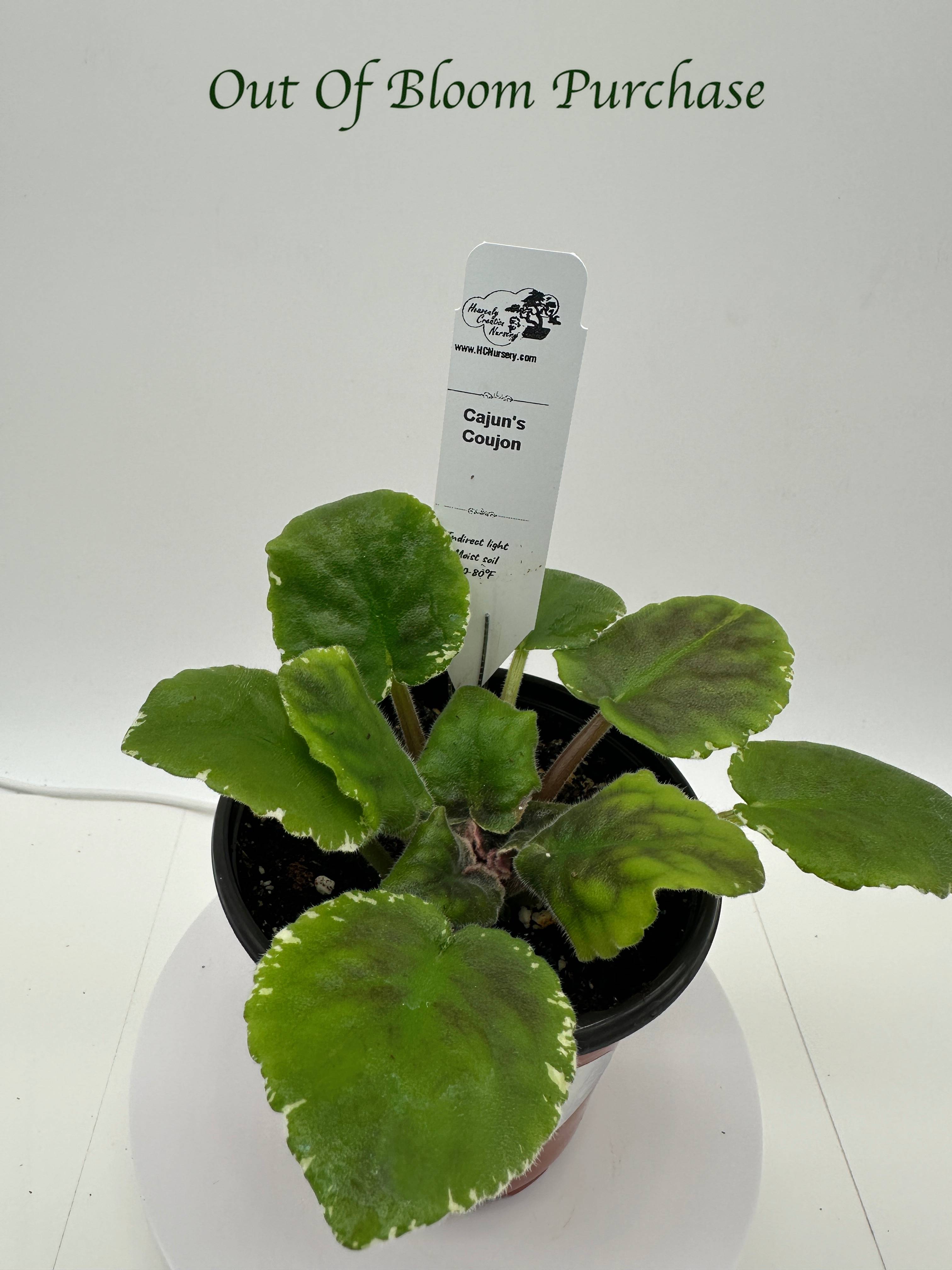 Cajun's Coujon African Violet - Live 4