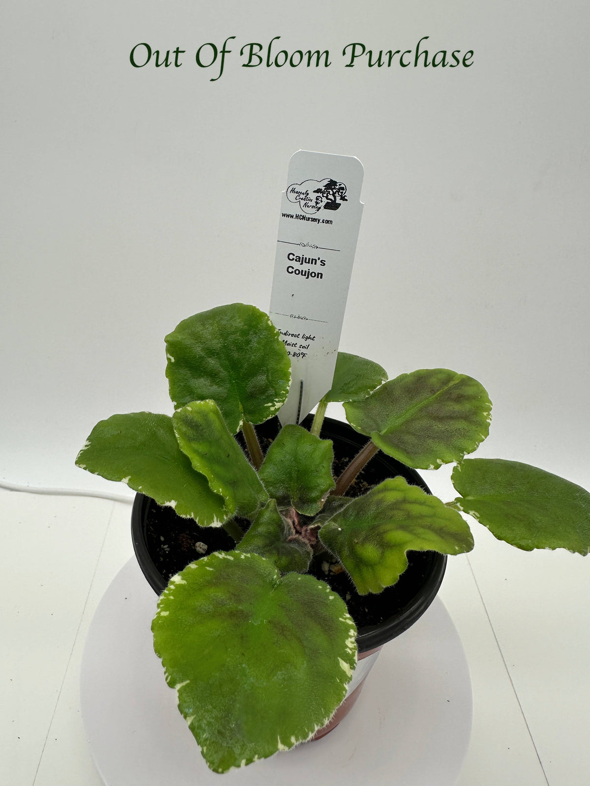 Cajun's Coujon - Live African Violet 4"