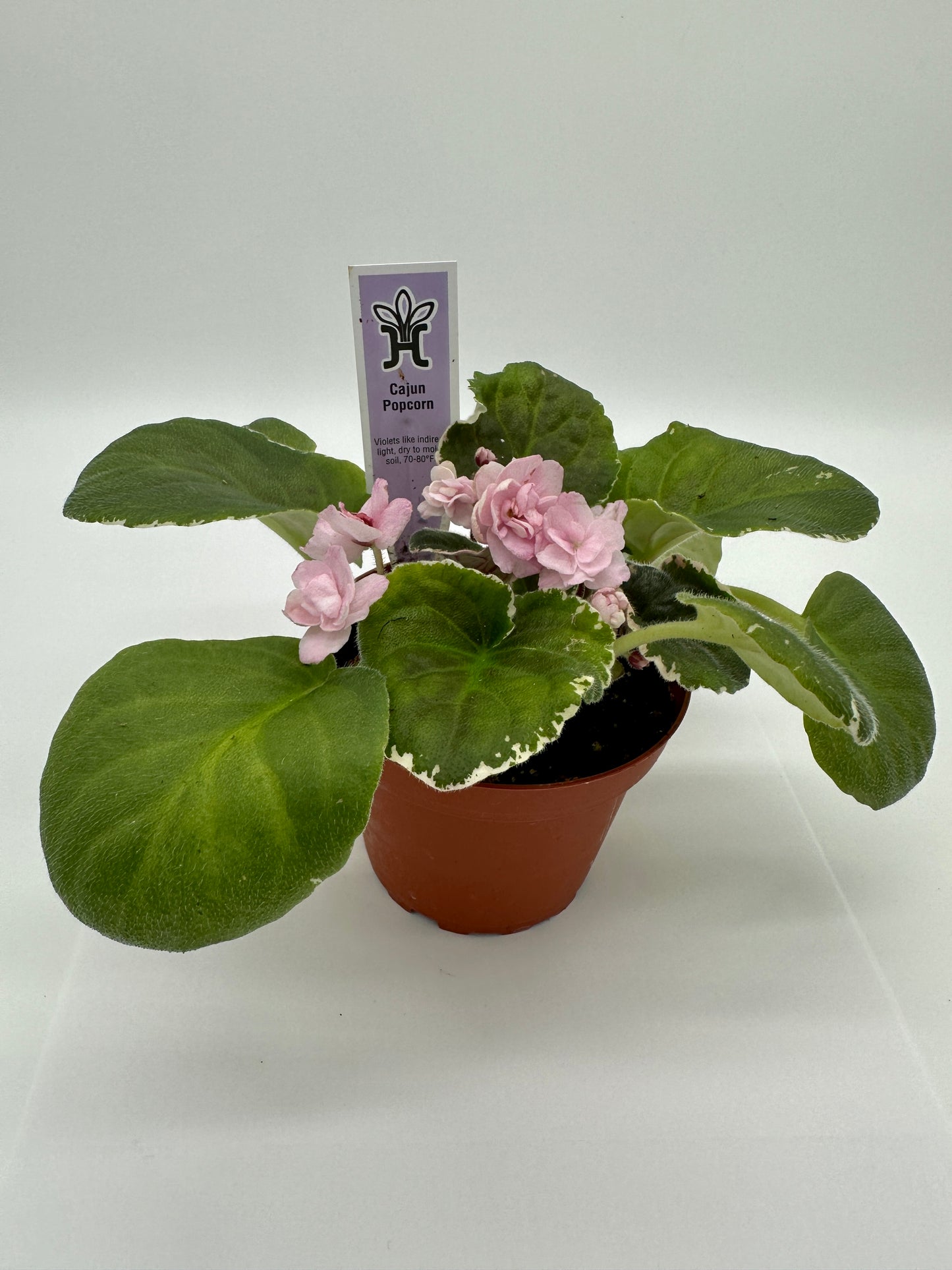 Cajun Popcorn - Live African Violet 4"